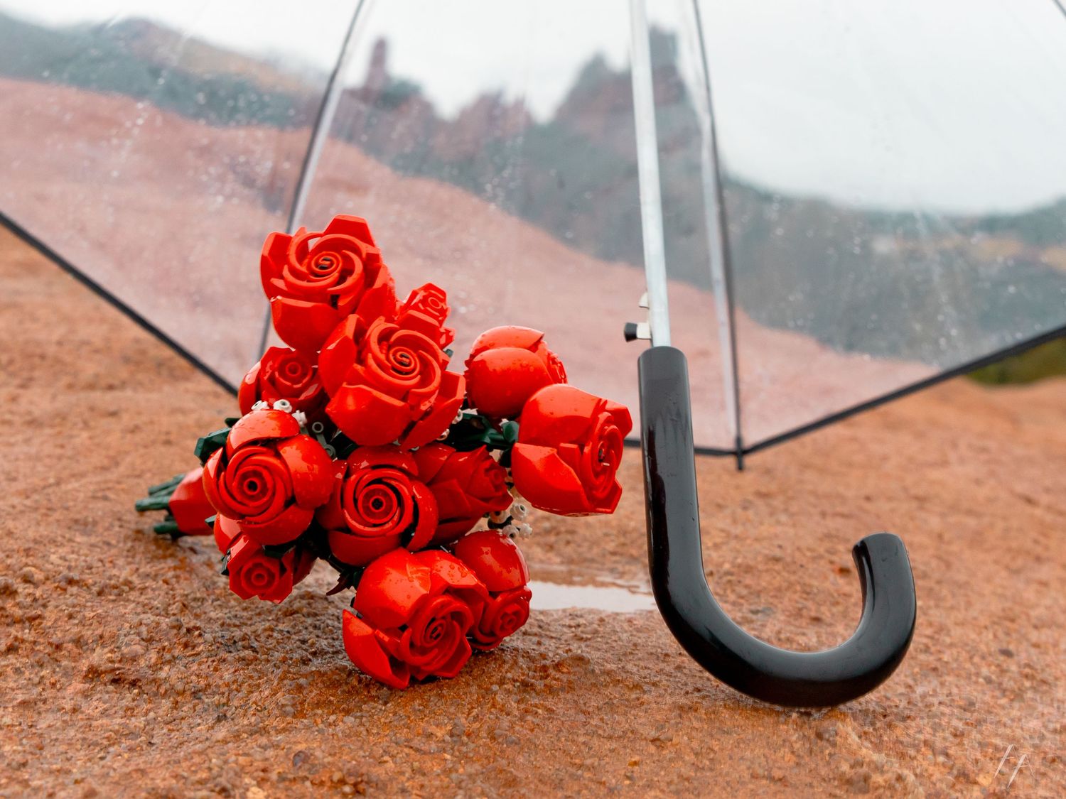 A black umbrella rests on wet ground next to vibrant red roses creating a dramatic contrast in the rain.