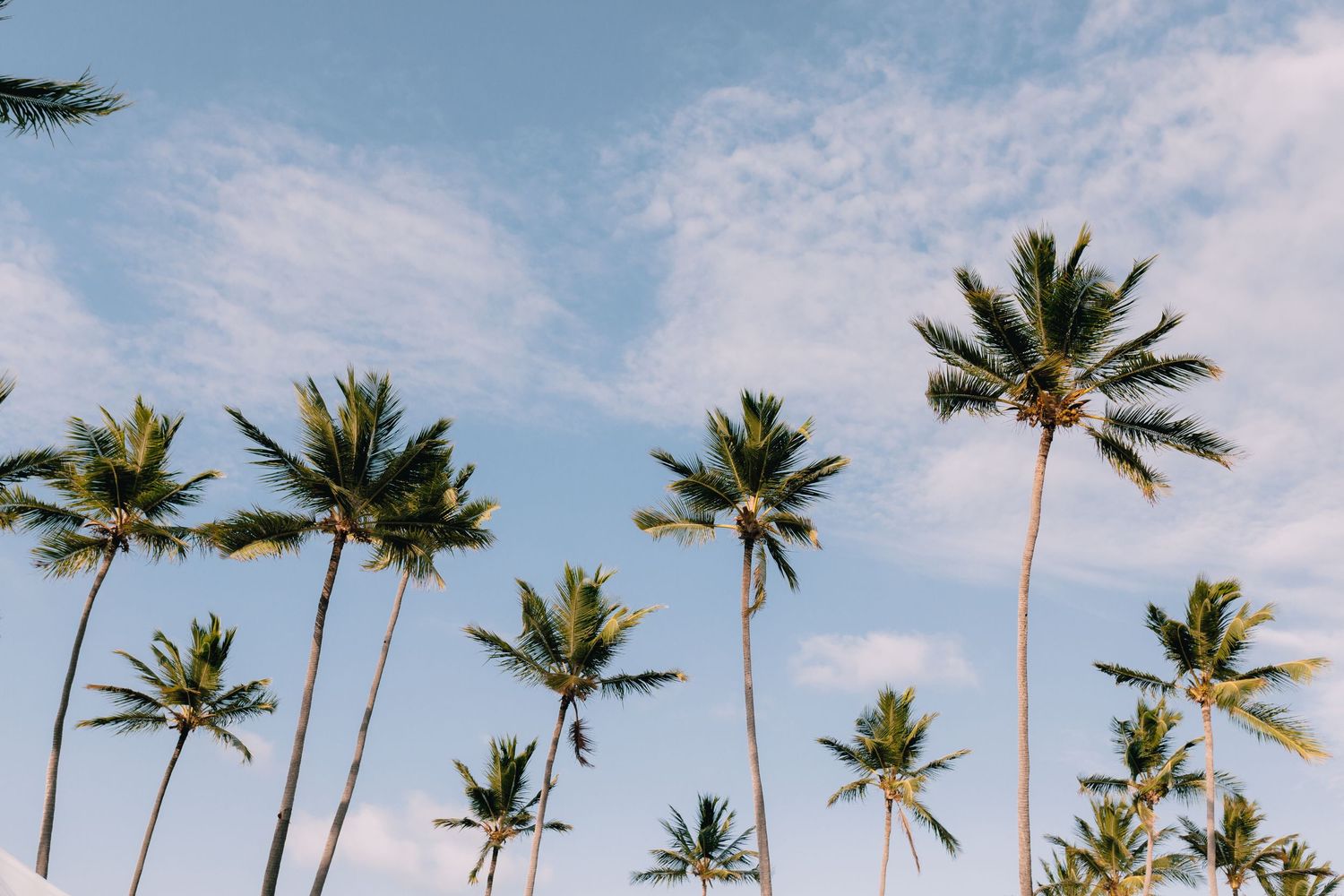 Palm trees line a tropical beach with clear blue skies and white sand stretching into the distance.