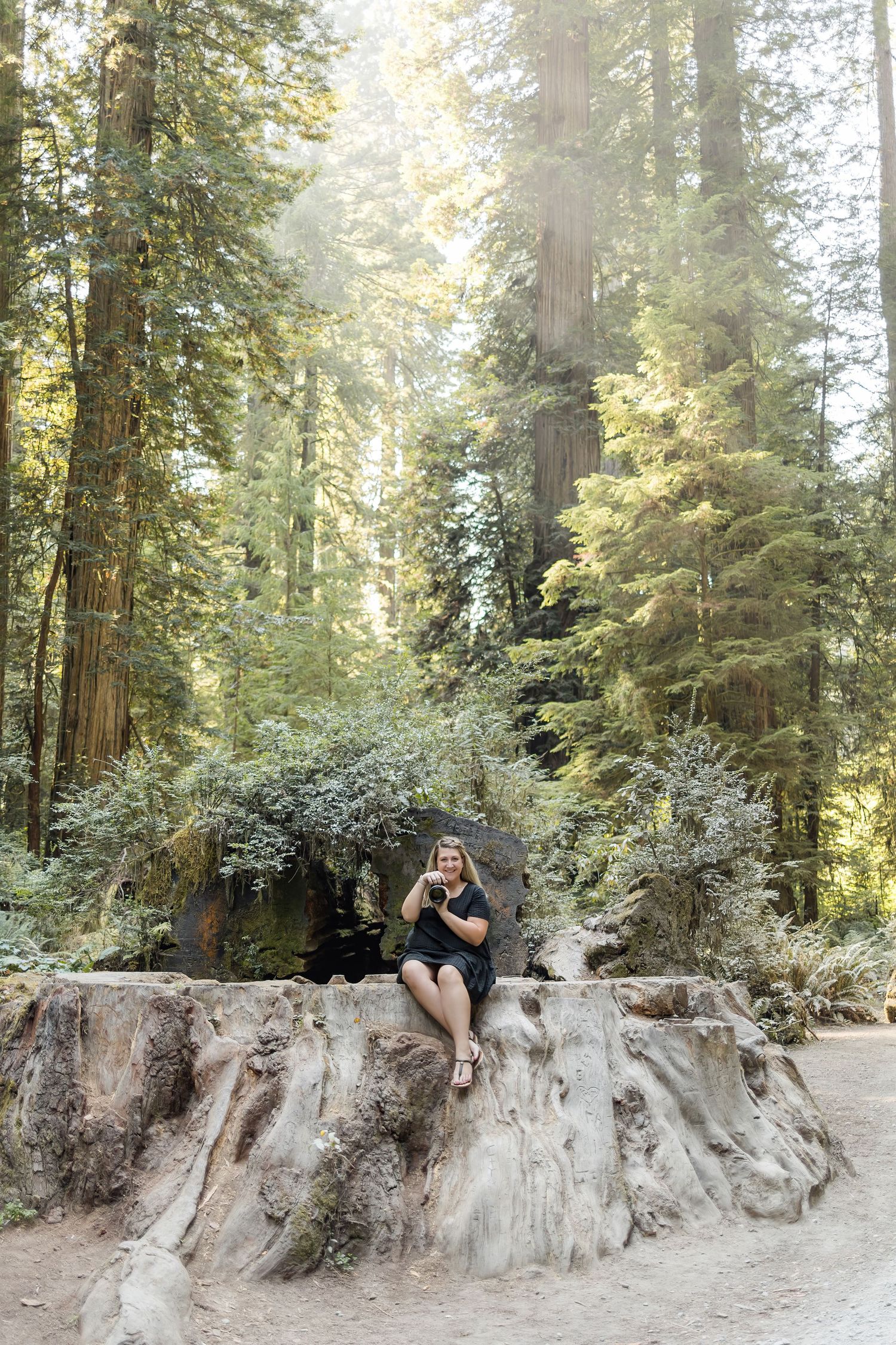 A redwood forest path in California with a large tree stump surrounded by sunlit trees and ferns.