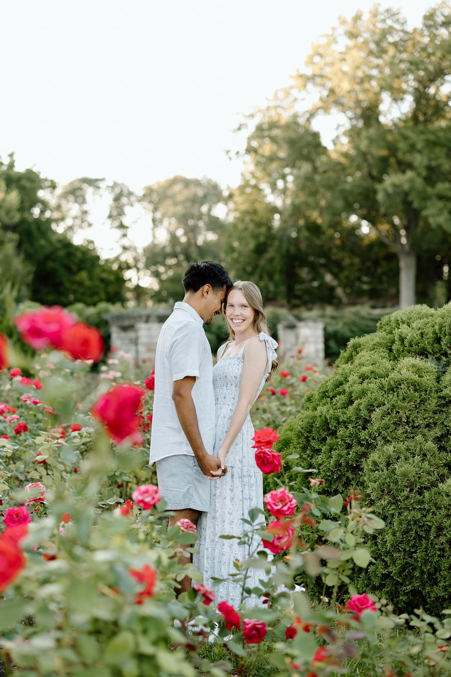 A romantic scene unfolds in a garden with blooming red roses and manicured boxwood shrubs at sunset.
