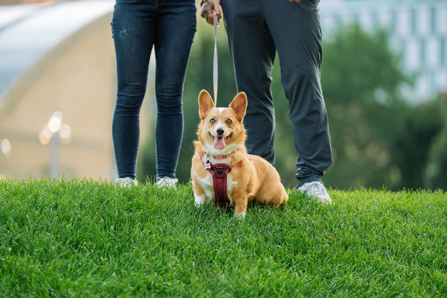 A corgi dog sits on grass while a couple stands in the background during a photo session.
