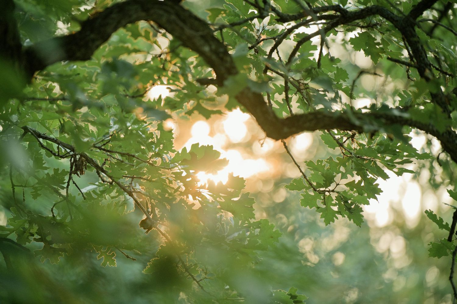 Sunlight filters through lush green oak tree branches and leaves in a serene forest setting.