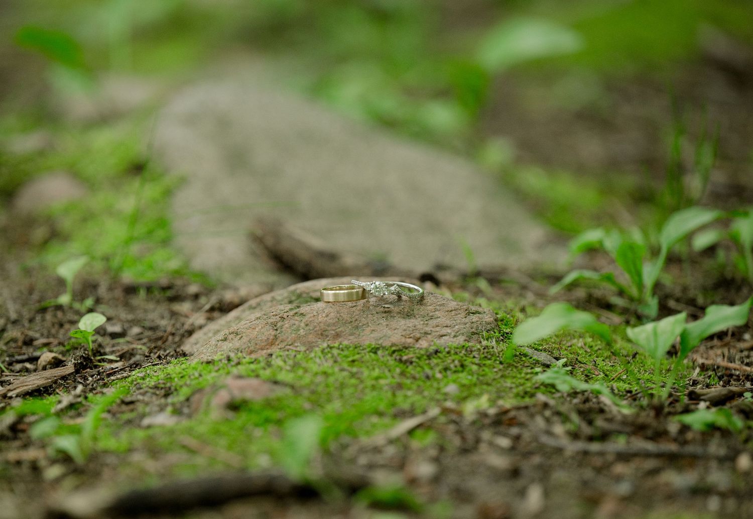Close-up of a weathered gray stone or rock path surrounded by small green plants and vegetation in soft focus.