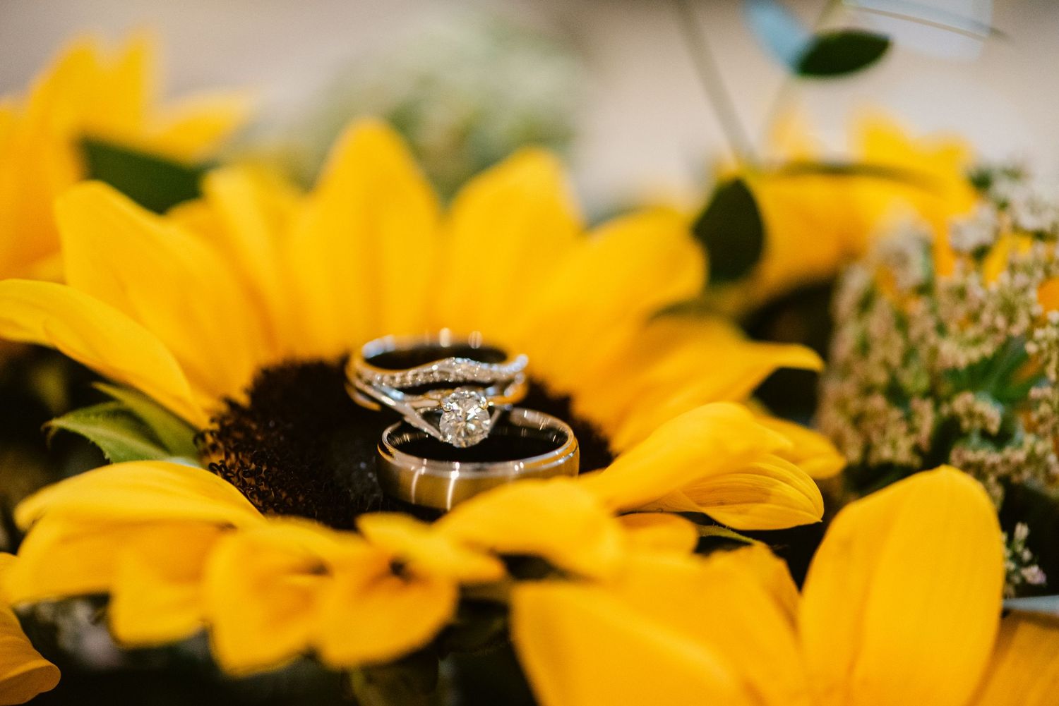 Central MN Wedding Photos |Wedding rings resting on vibrant yellow sunflower petals, featuring a diamond engagement ring and two gold bands.
