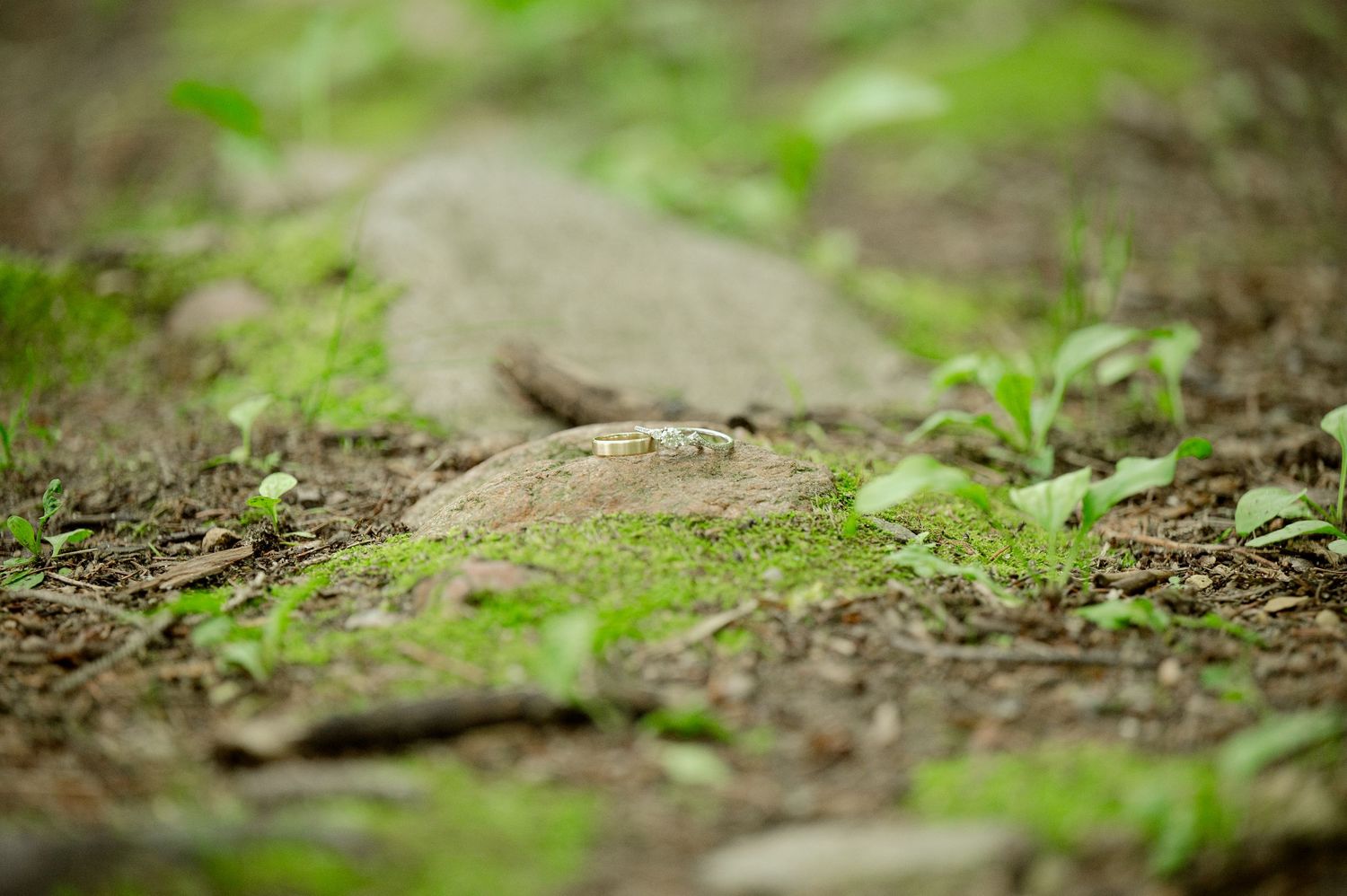 Small green seedlings emerging from brown soil with stone or rock in soft focus background.