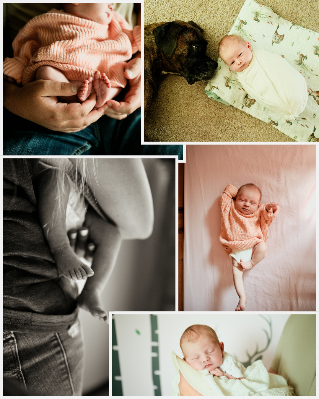 A newborn baby photo collage featuring a swaddled infant with a dog, held by parents, and sleeping peacefully.