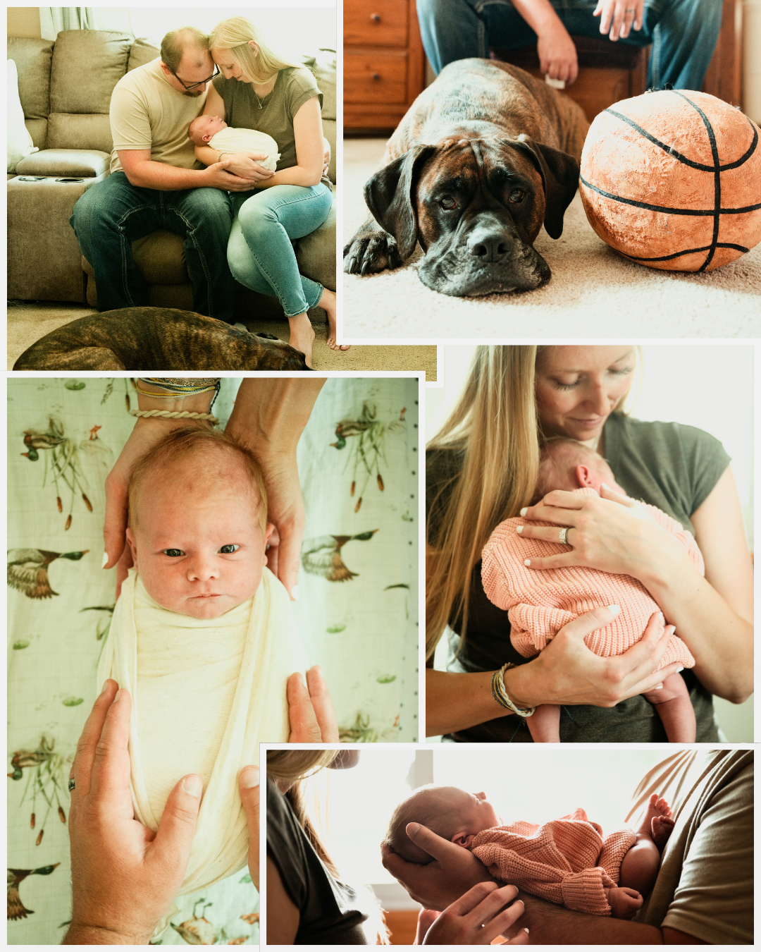Newborn baby photography collage featuring parents, a boxer dog, and tender moments with a swaddled infant.