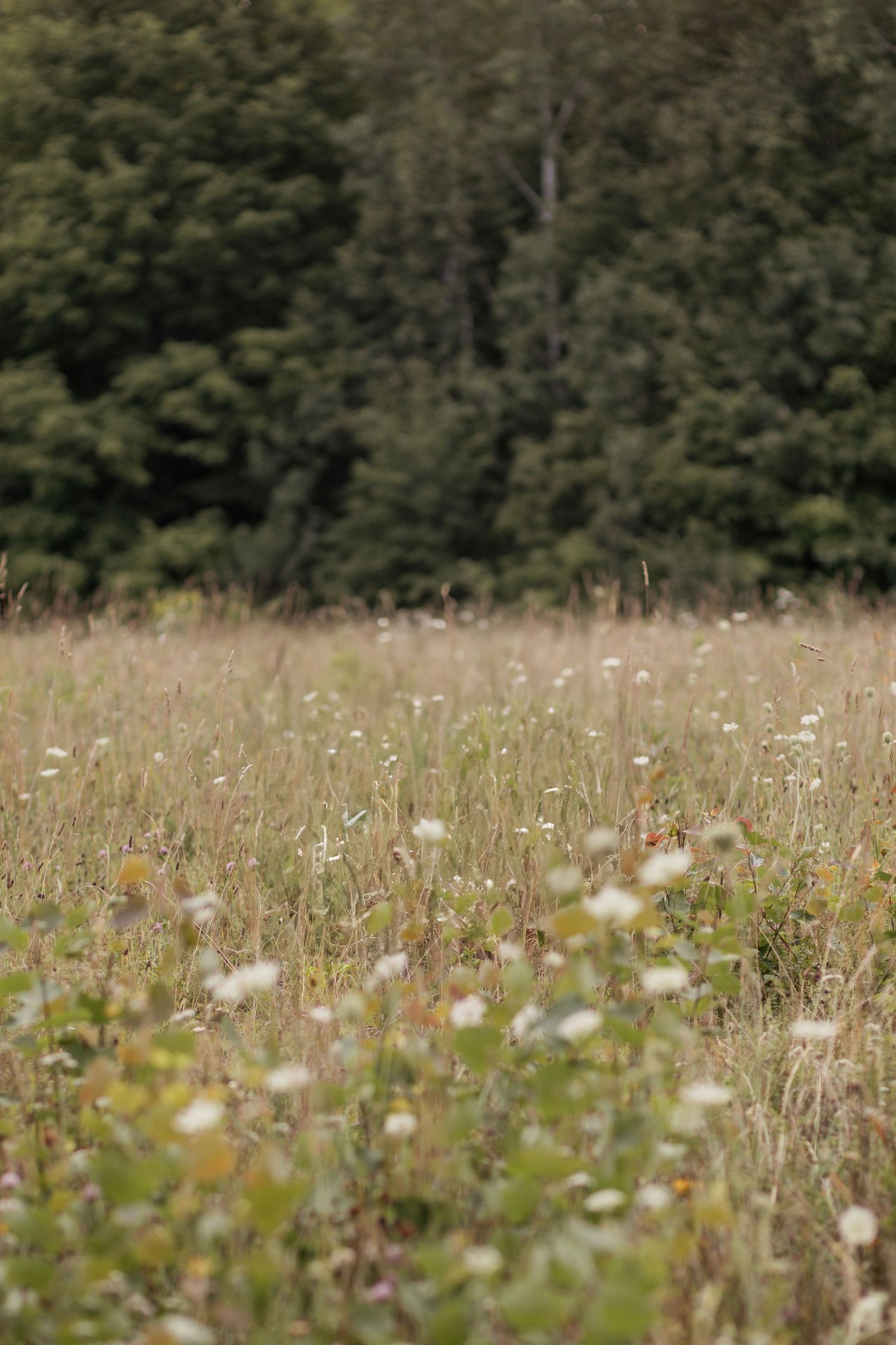 Wildflower meadow with white blooms stretches toward a forest edge.