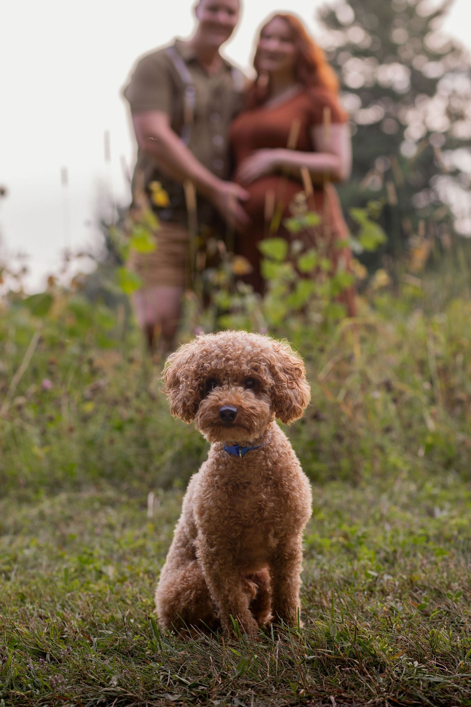 A small brown poodle sits in focus while its owners stand blurred in the background of a meadow.