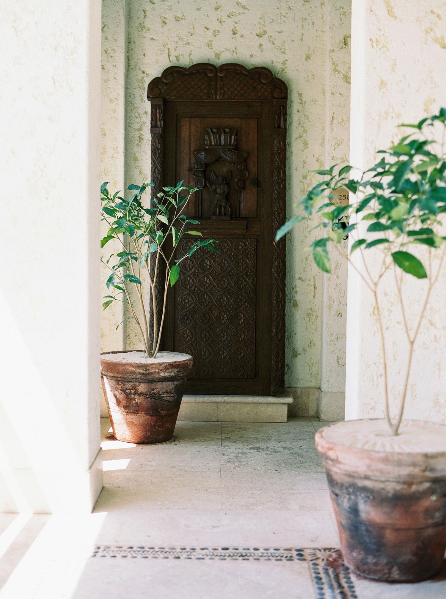 Top wedding photographer in Los Cabos captures a beautiful trees at LAS VENTANAS AL PARAÍSO.