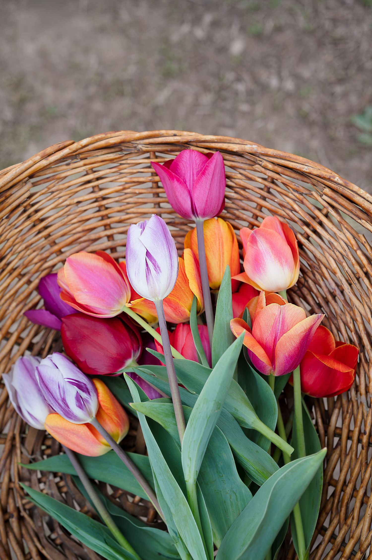 Vibrant tulips in shades of pink, orange, and purple arranged in a rustic wicker basket display.