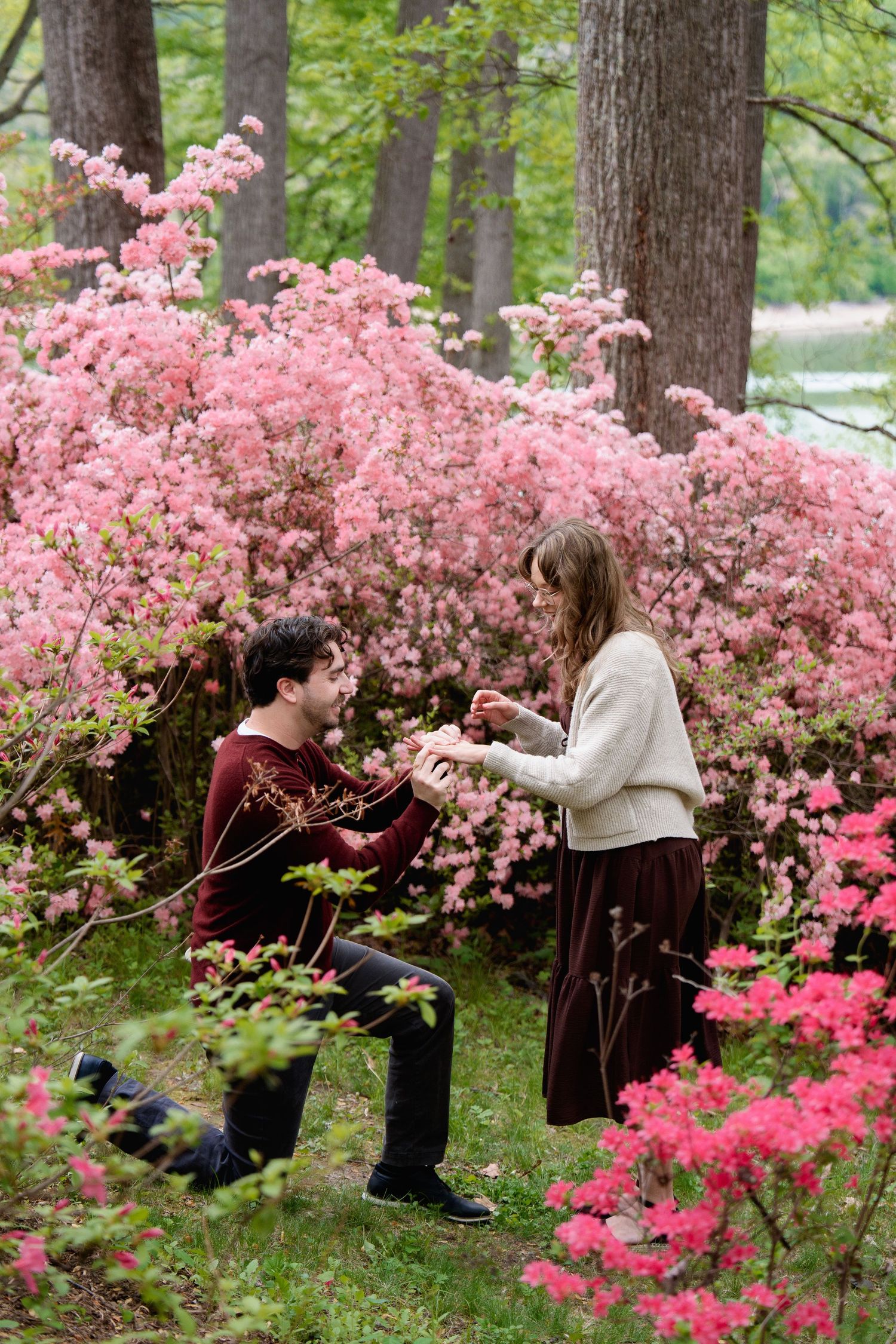 Man proposes to woman on one knee among blooming pink azalea bushes in a lush green forest setting, in Brookeville, MD