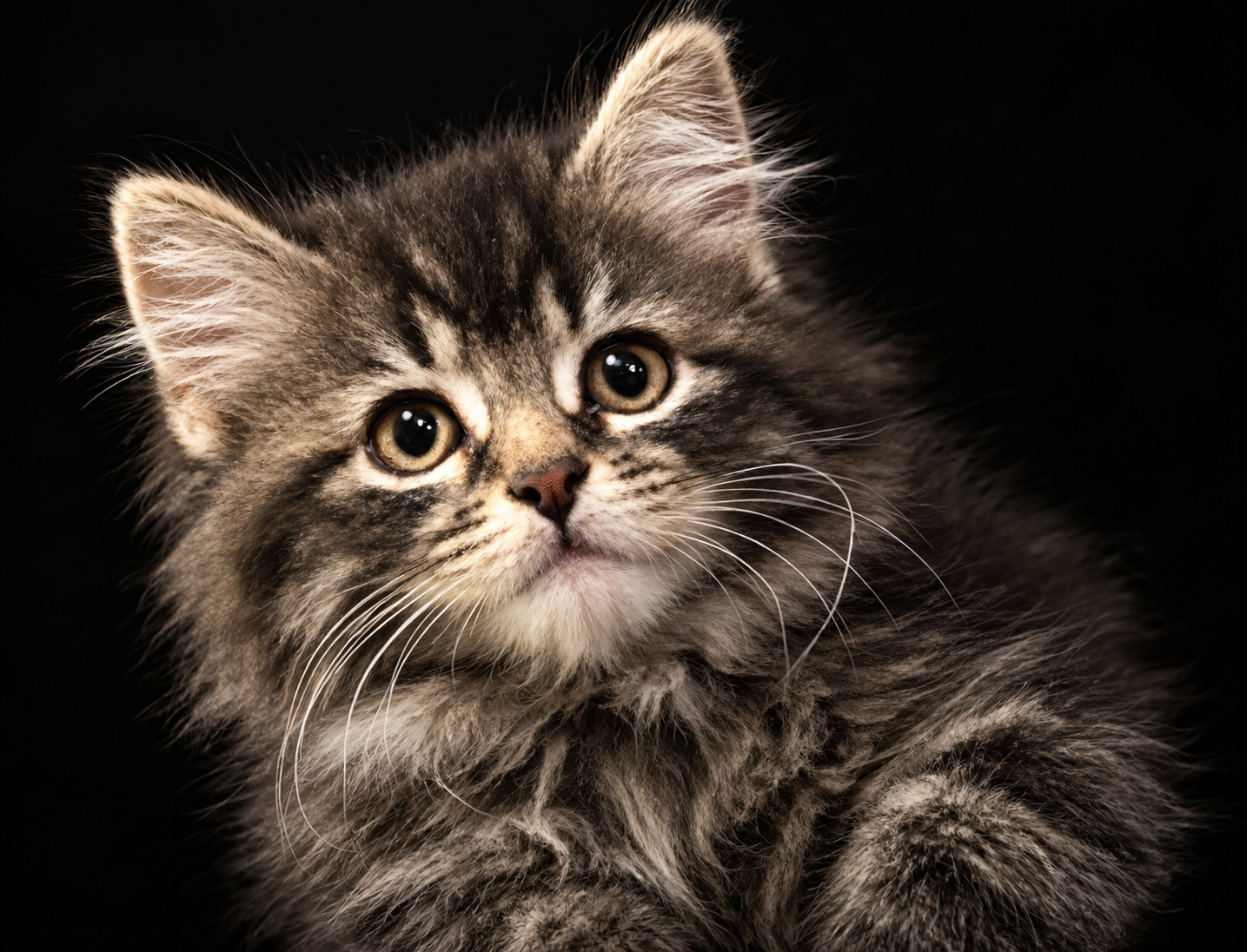 Fluffy kitten portrait on a black studio background