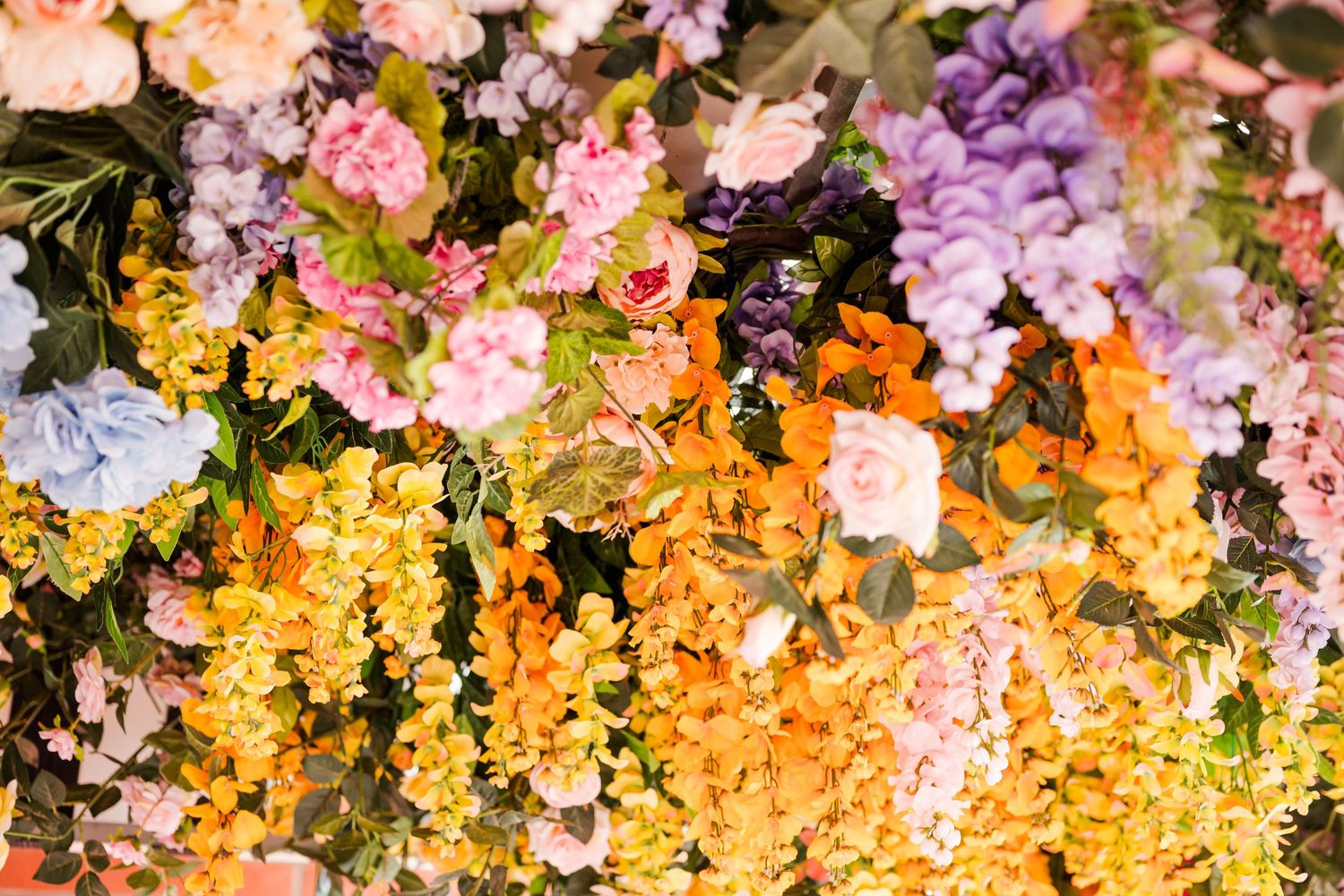 A whole garden decided to show off… and honestly? I’m not mad about it 🌸🌼✨