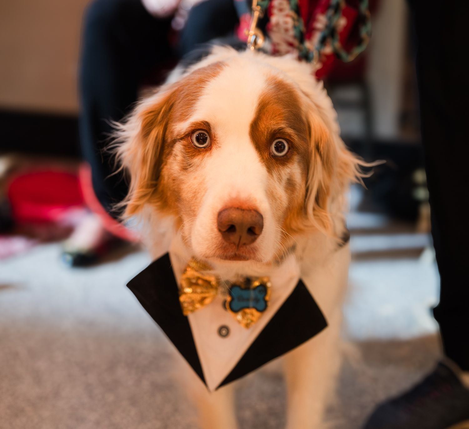 Well-dressed dog in tuxedo at Night to Shine event, capturing a fun, inclusive celebration with adorable moments and joyful community atmosp