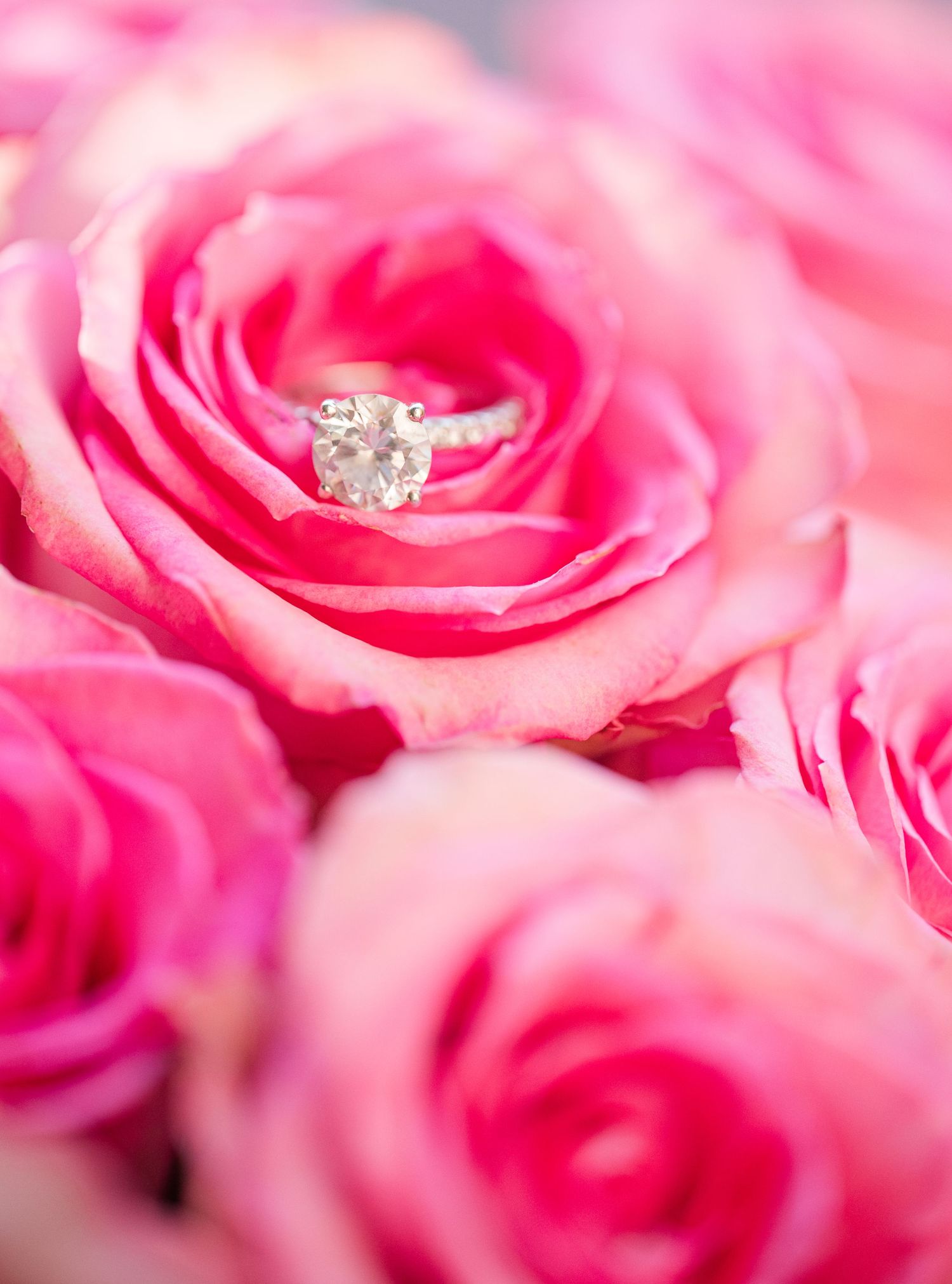 Diamond engagement ring on pink roses, wedding detail photography, romantic bridal jewelry Colorado photographer