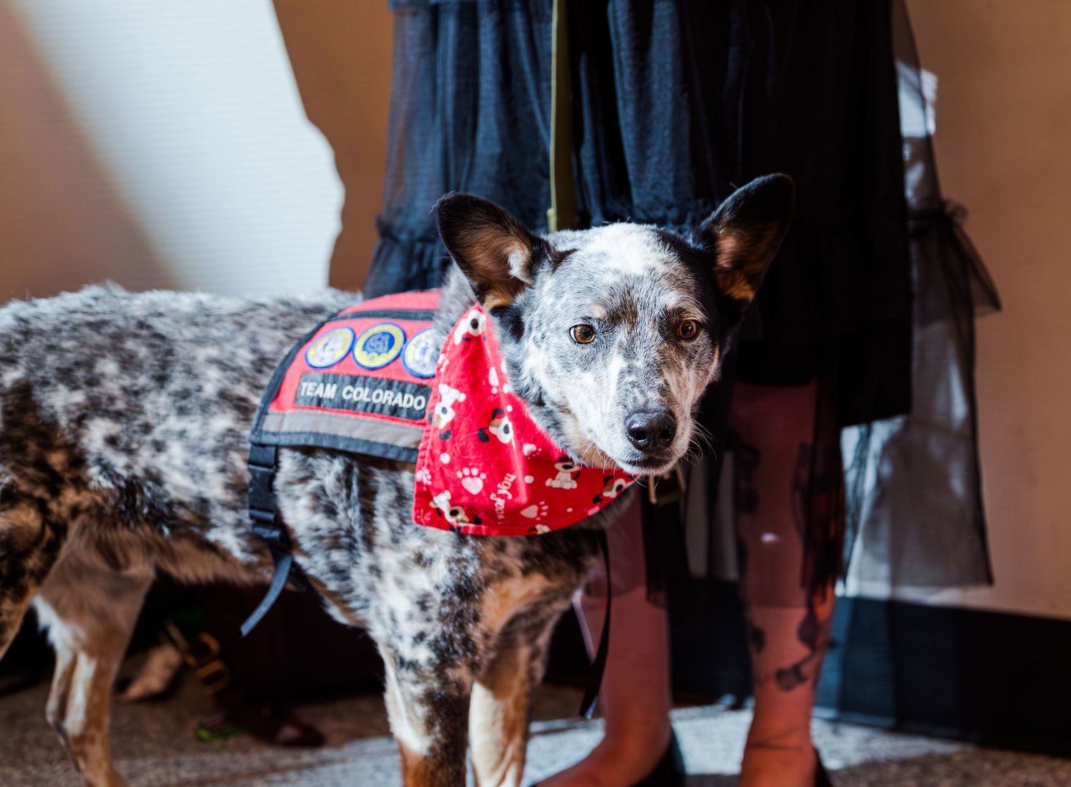 Well-dressed dog in tuxedo at Night to Shine event, capturing a fun, inclusive celebration with adorable moments and joyful community atmosp