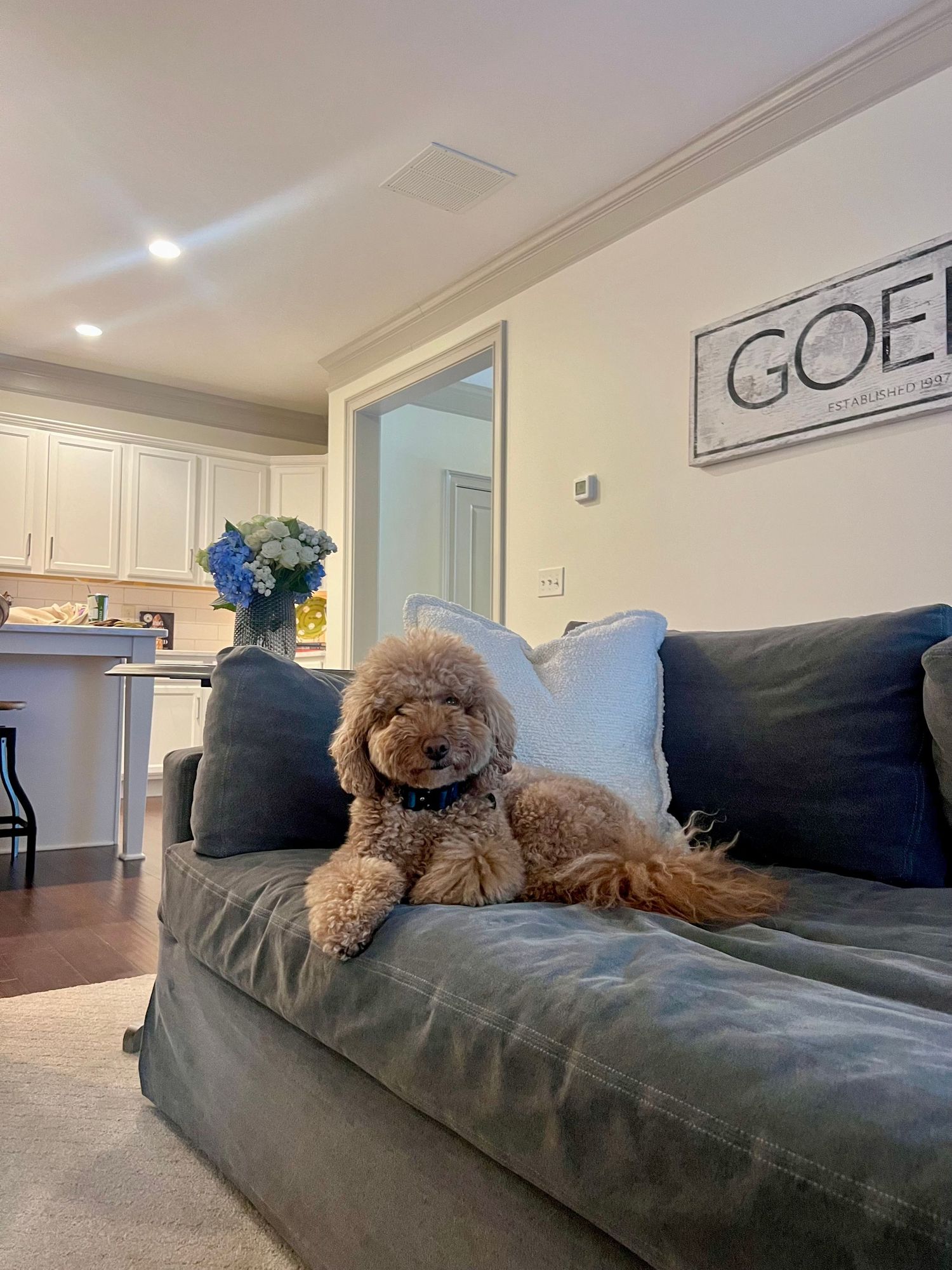 A brown teddy bear lounging on a dark gray couch in a modern living room.