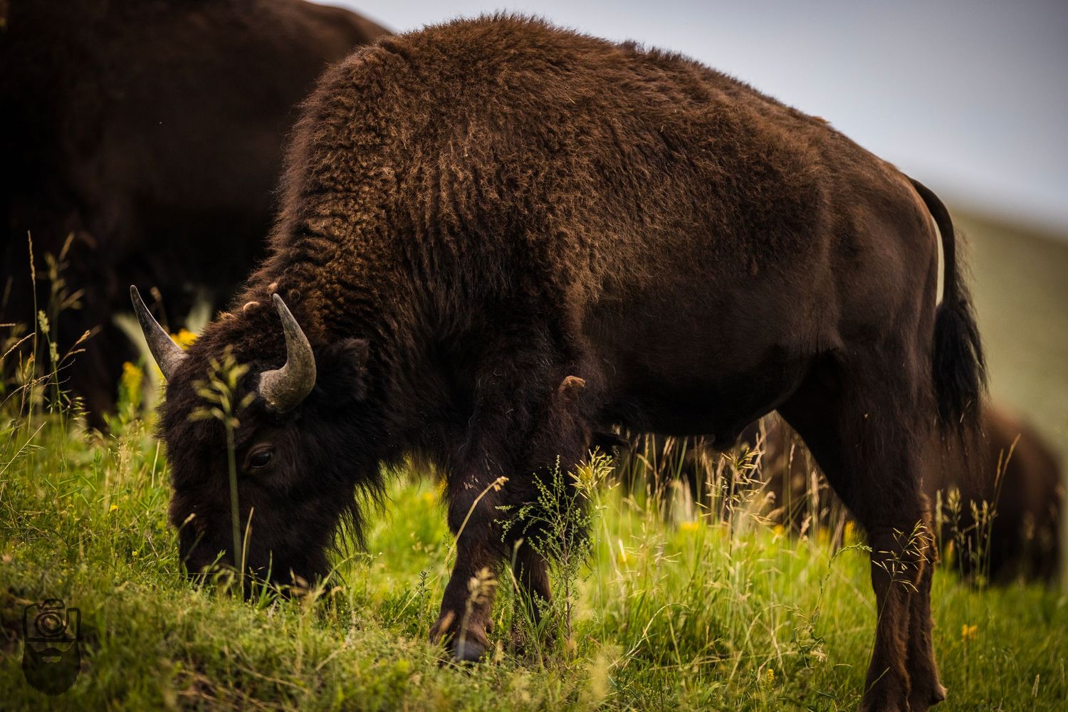 Close-up profile of a brown bison's woolly coat in sunlight.