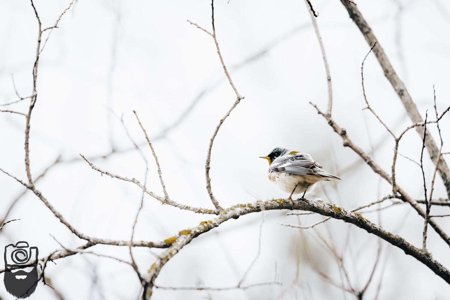 Bare tree branches stretch across a bright winter sky with a small bird perched on a limb.