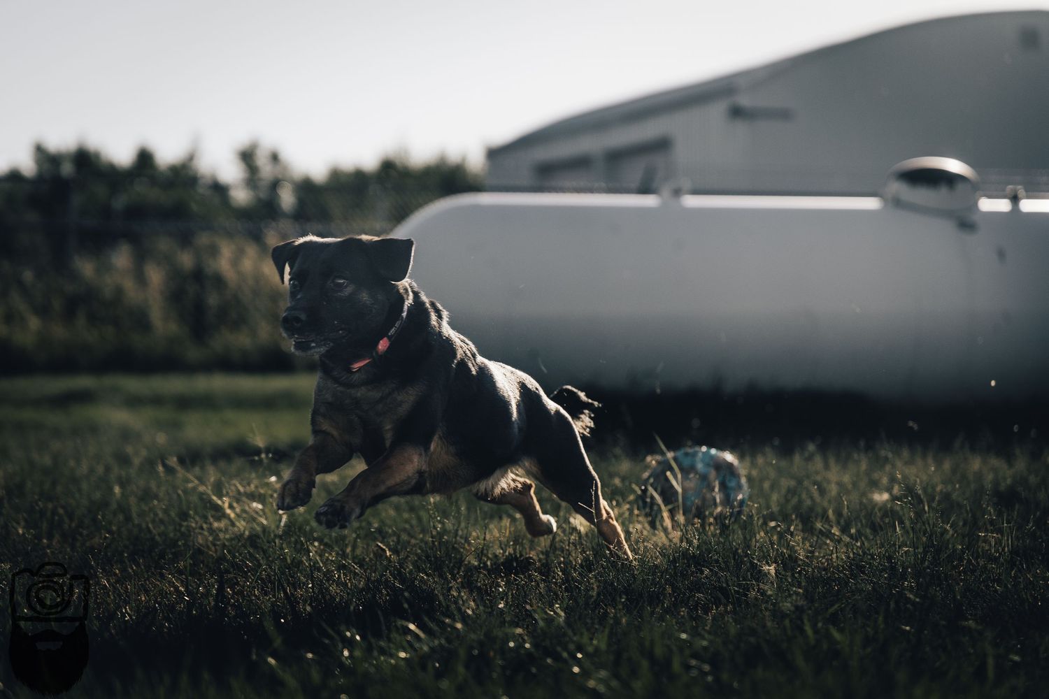 A black and white husky dog runs through a grassy field at sunset with glowing backlighting.