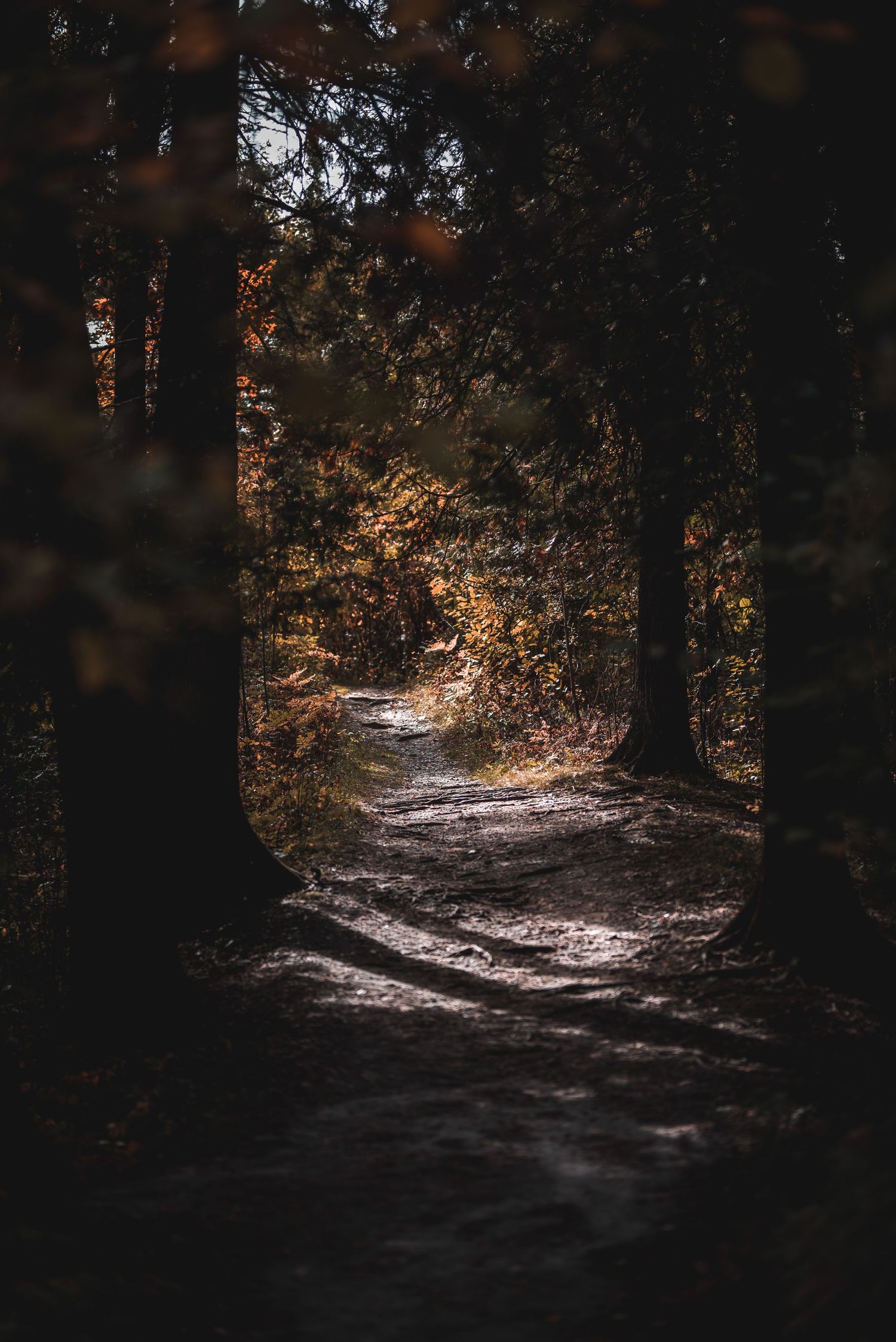 Sunlit forest trail winding through dark woods with dramatic lighting and shadows.