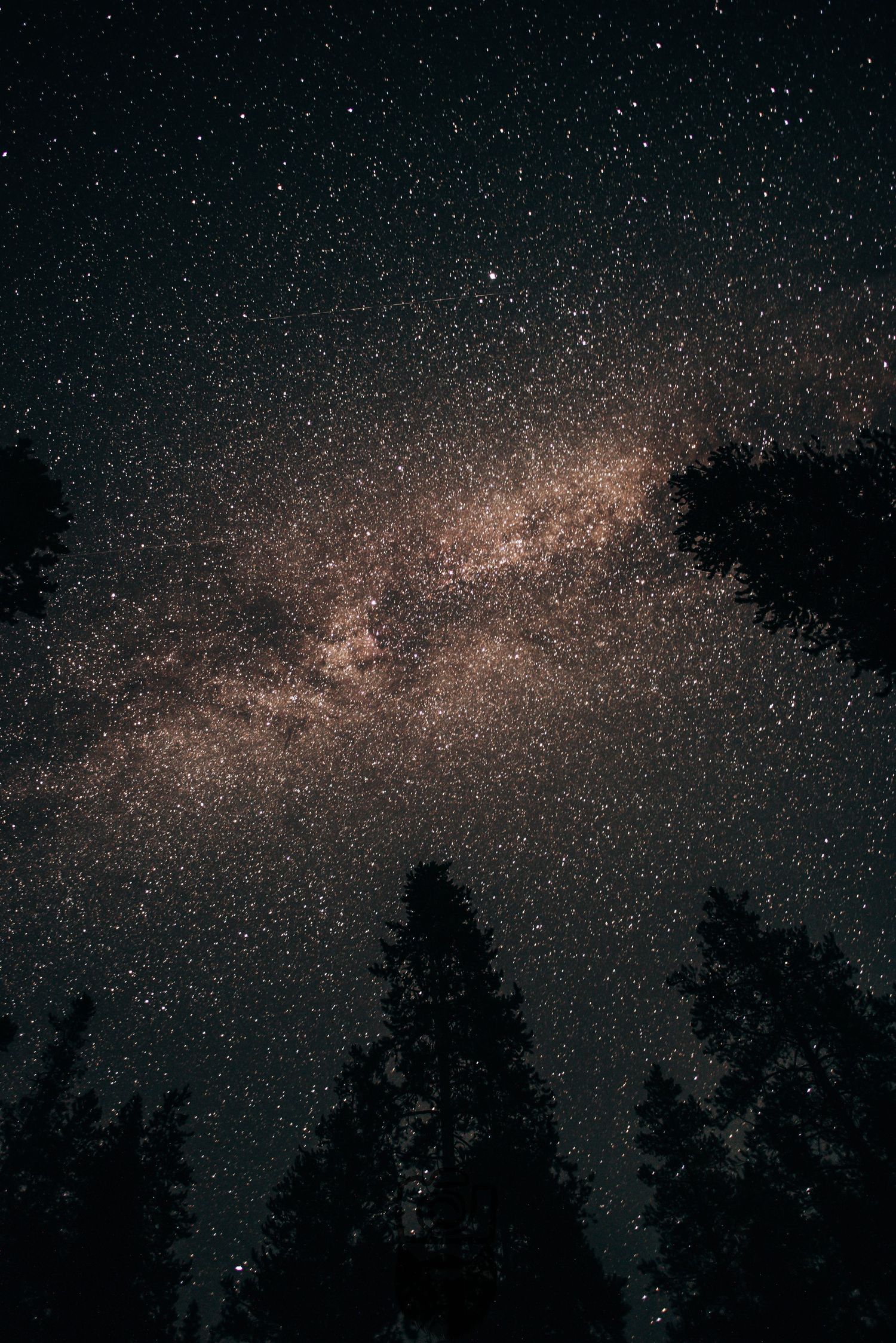 Starry night sky with Milky Way visible above dark forest treeline silhouettes.