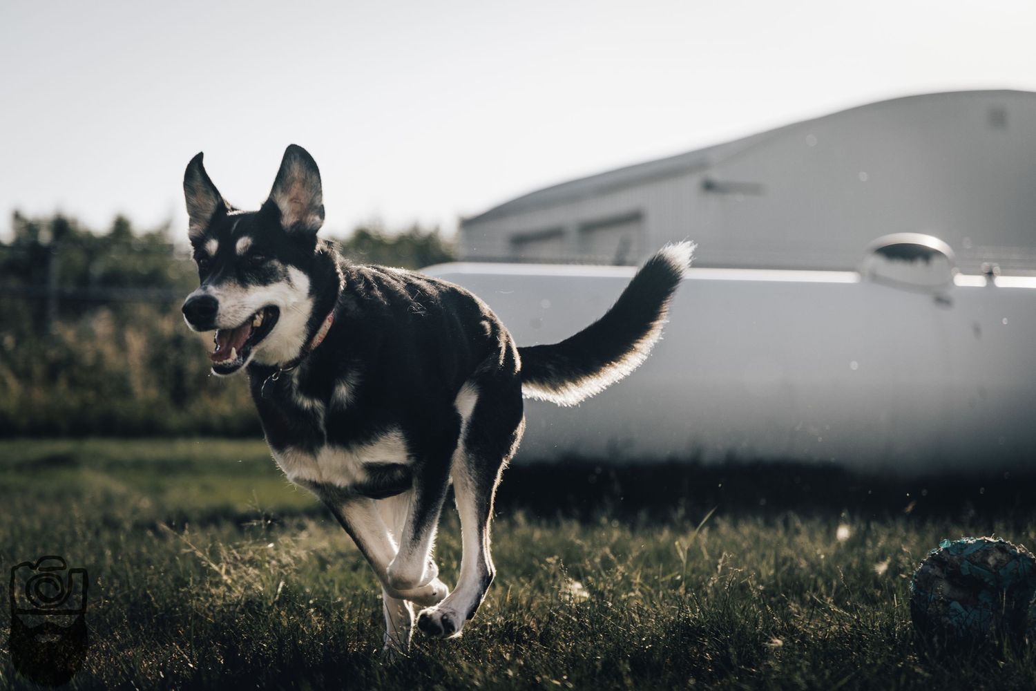 A husky dog plays energetically in an outdoor field near industrial buildings.