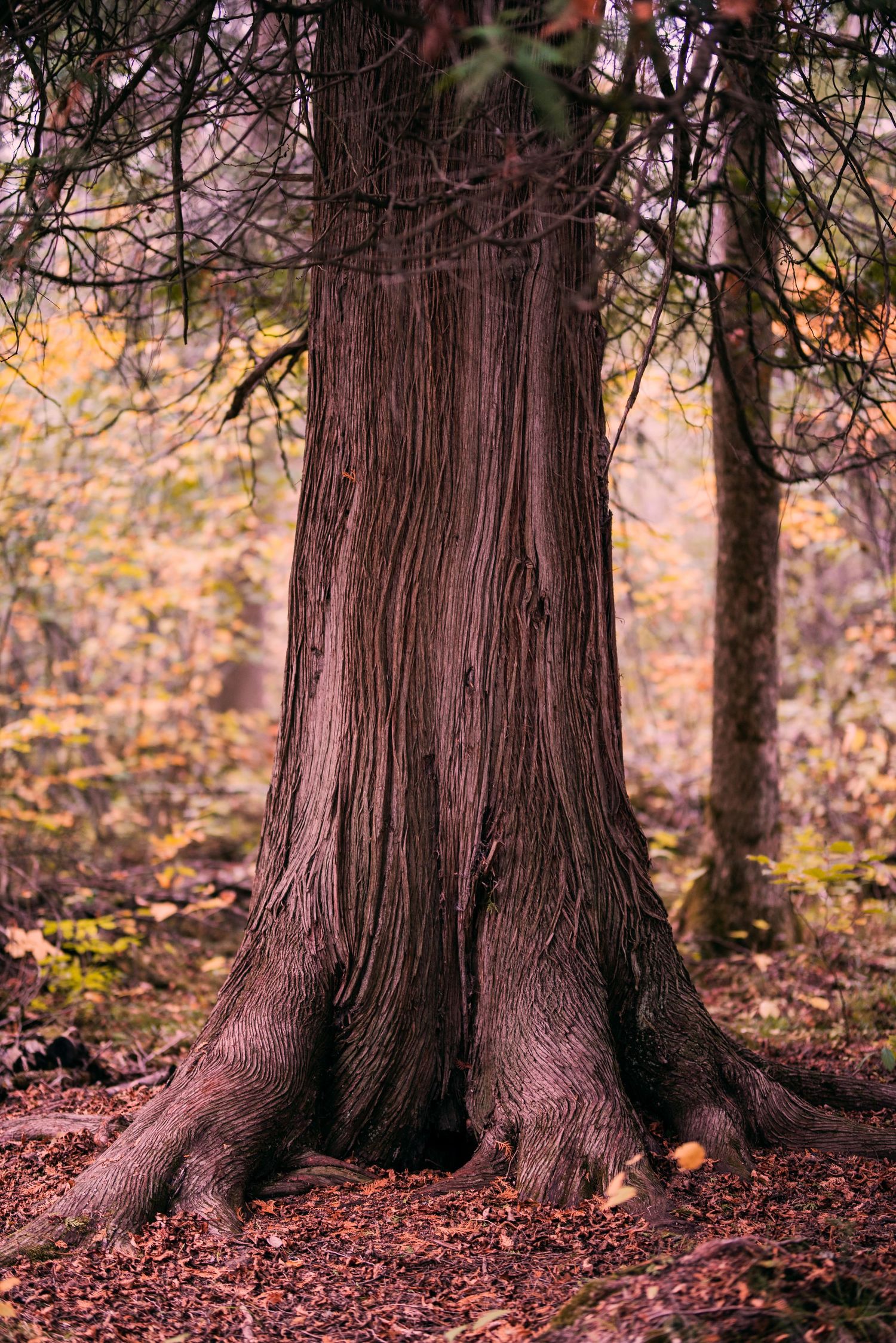 Row of massive tree trunks with textured bark in an autumn forest setting.