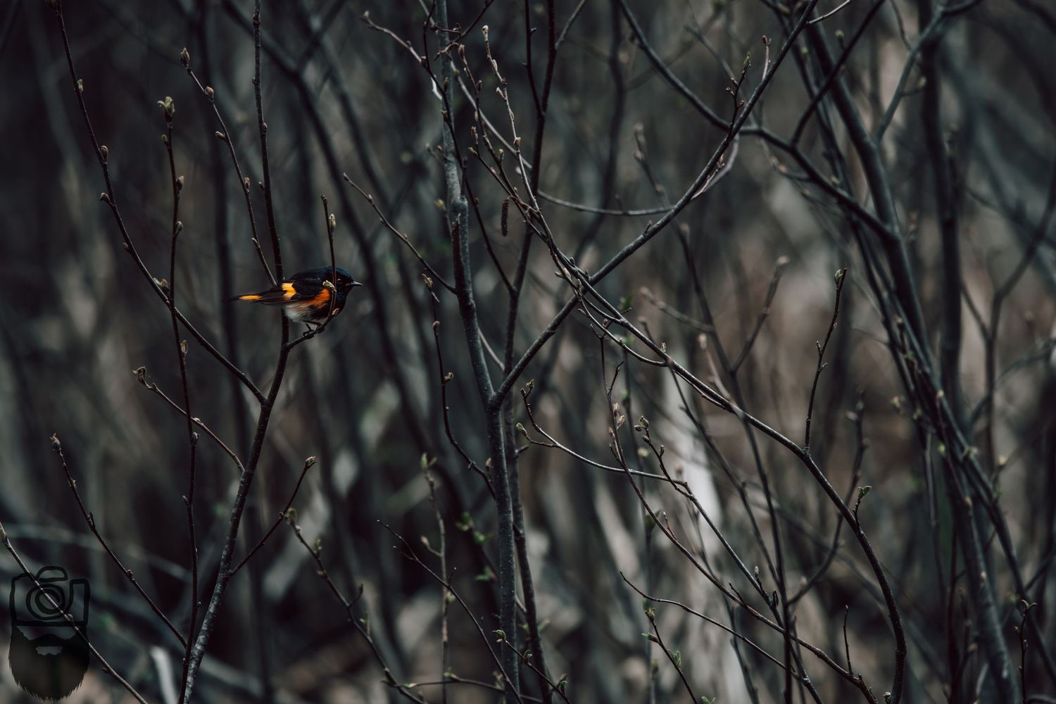 Dark winter branches create a moody silhouette against a blurred background.
