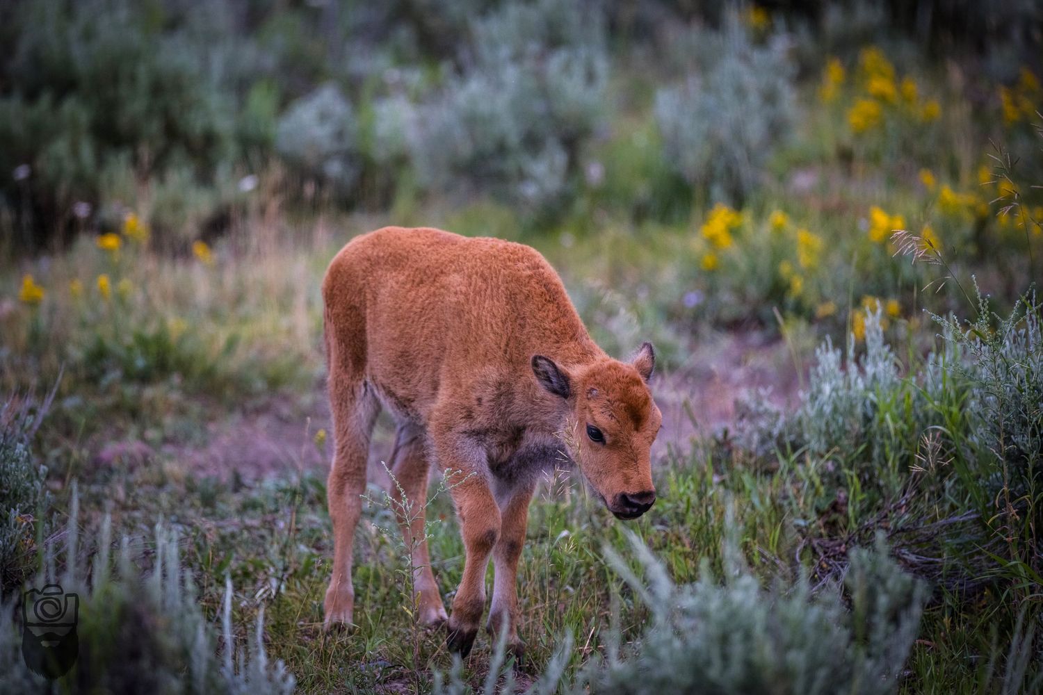 Young elk calves graze among sagebrush and wildflowers at dusk.