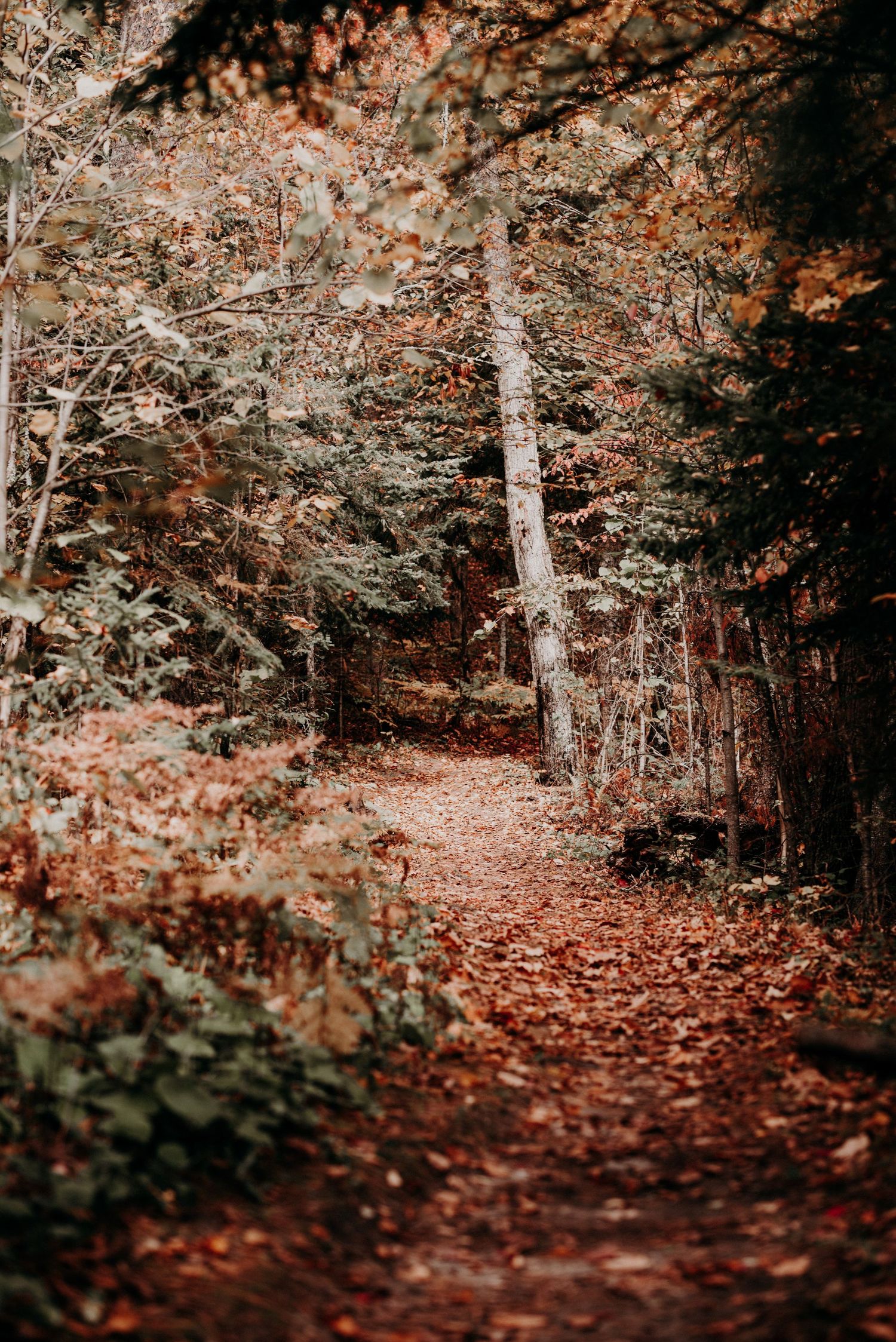 Autumn forest path covered in fallen orange leaves with trees creating natural tunnel.