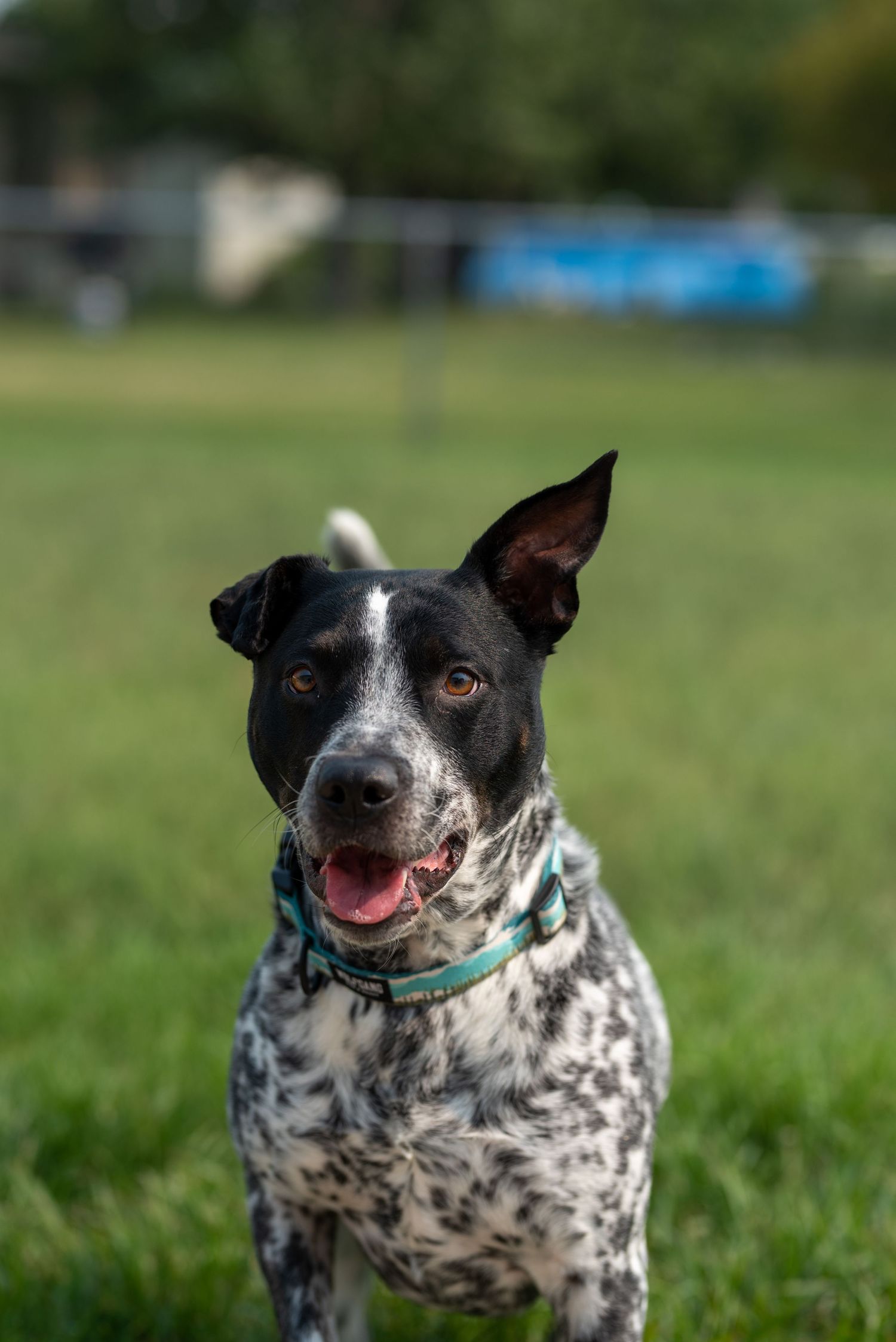 Black and white spotted dog with green collar looking playfully at camera in grassy field.