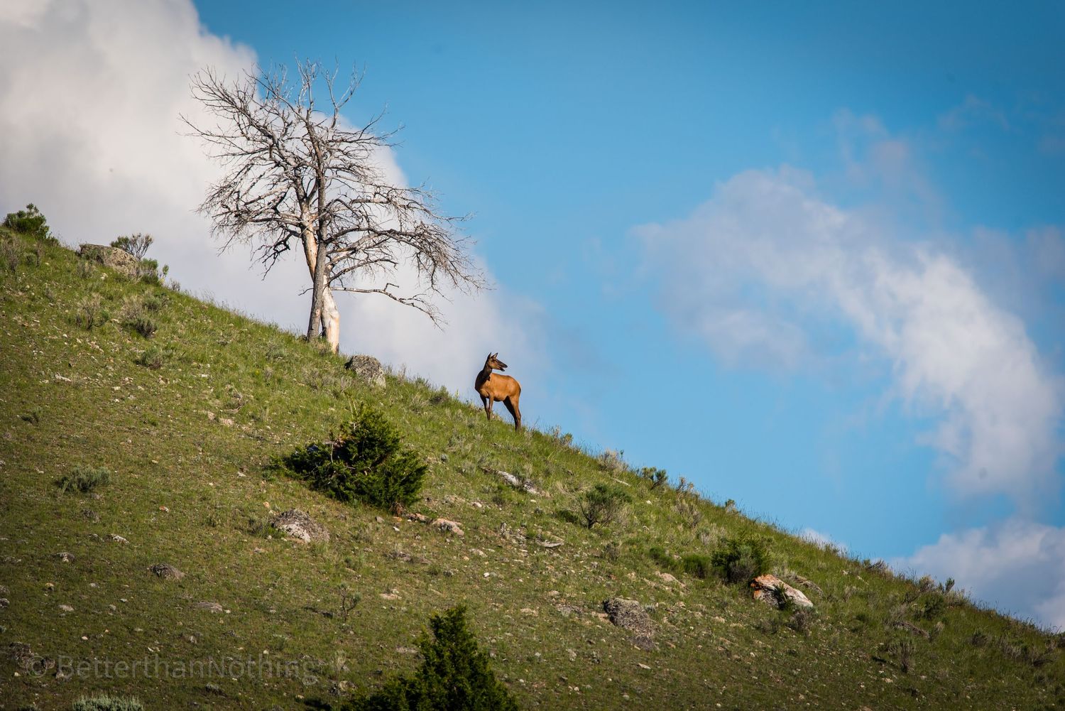 Eagles resting on tree branches along a grassy mountain slope.