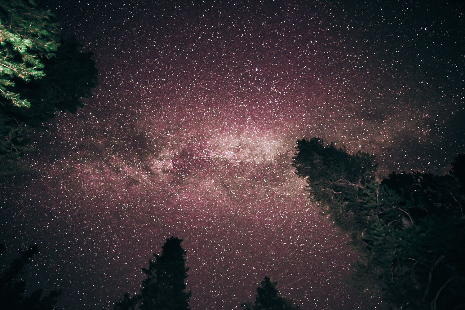 Starry night sky with Milky Way visible through silhouetted pine trees.