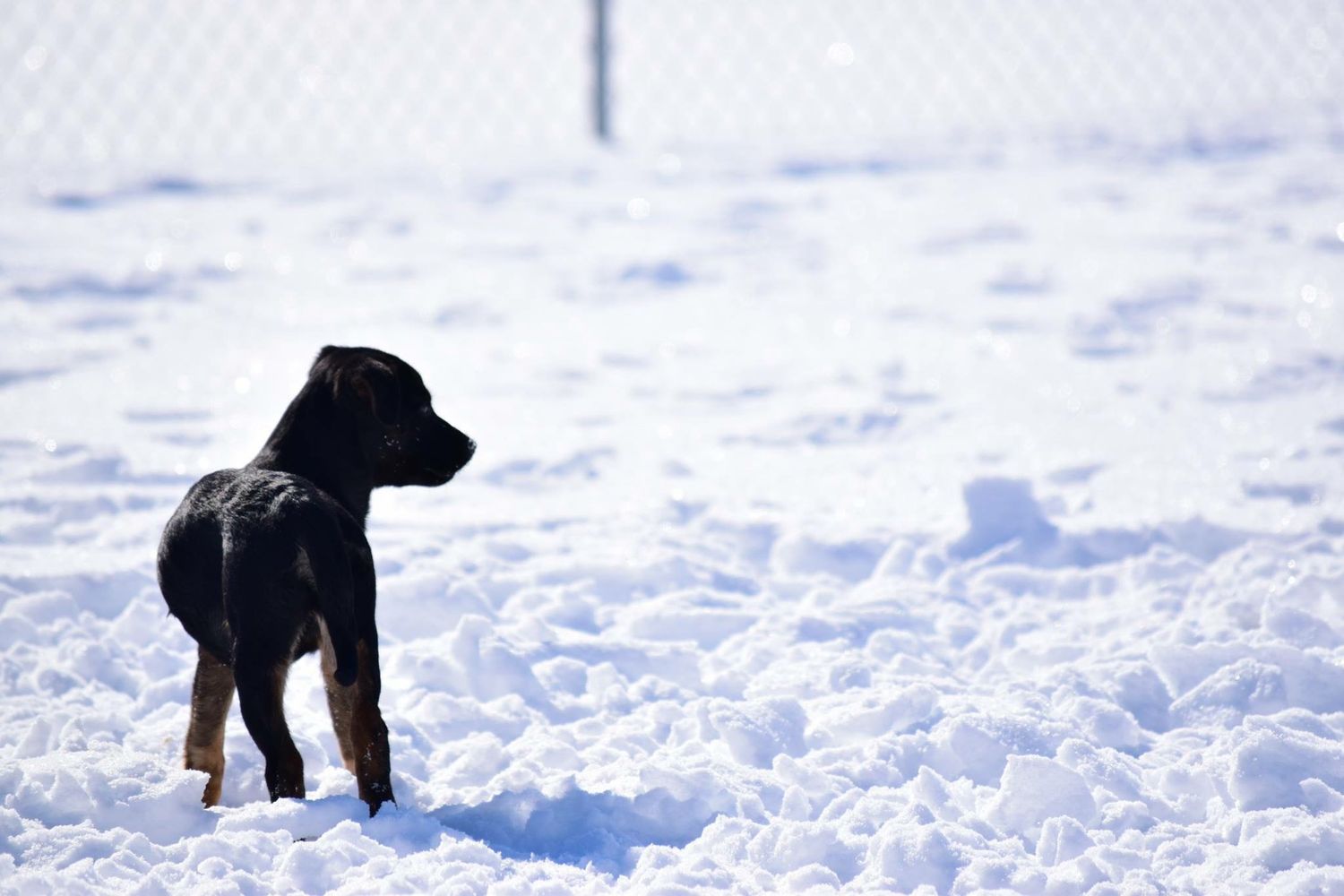 Black dog walking through pristine white snow on a winter day.
