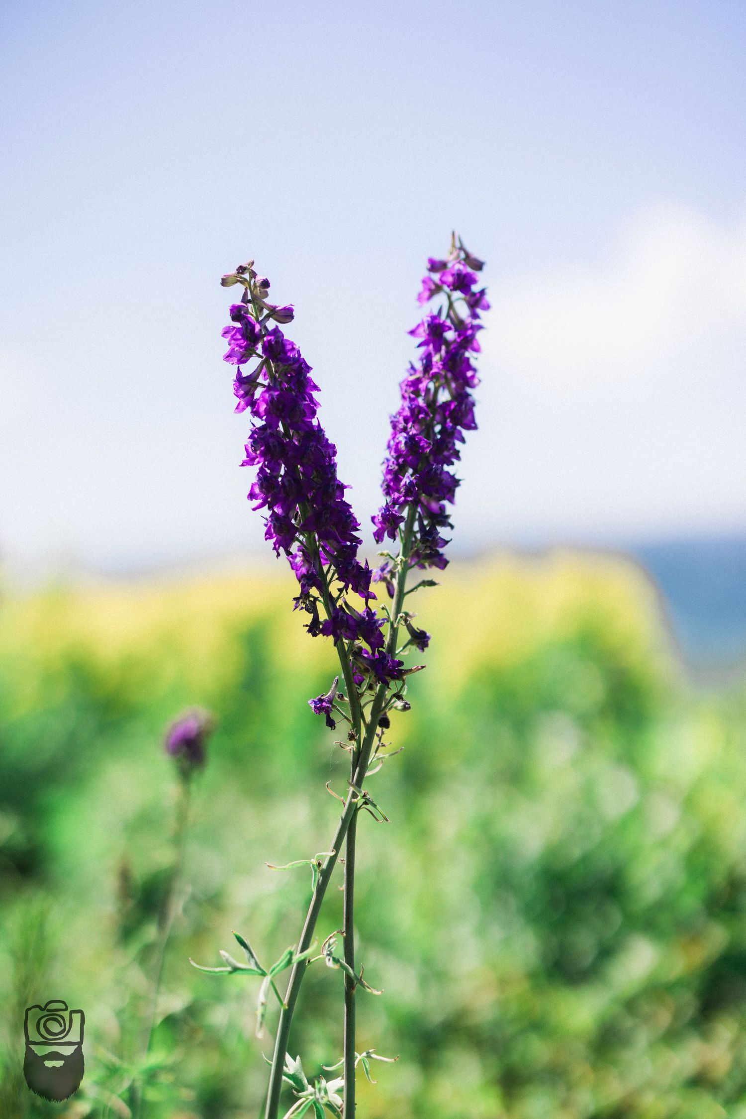 Vibrant purple larkspur flowers blooming against a soft-focus green meadow background.