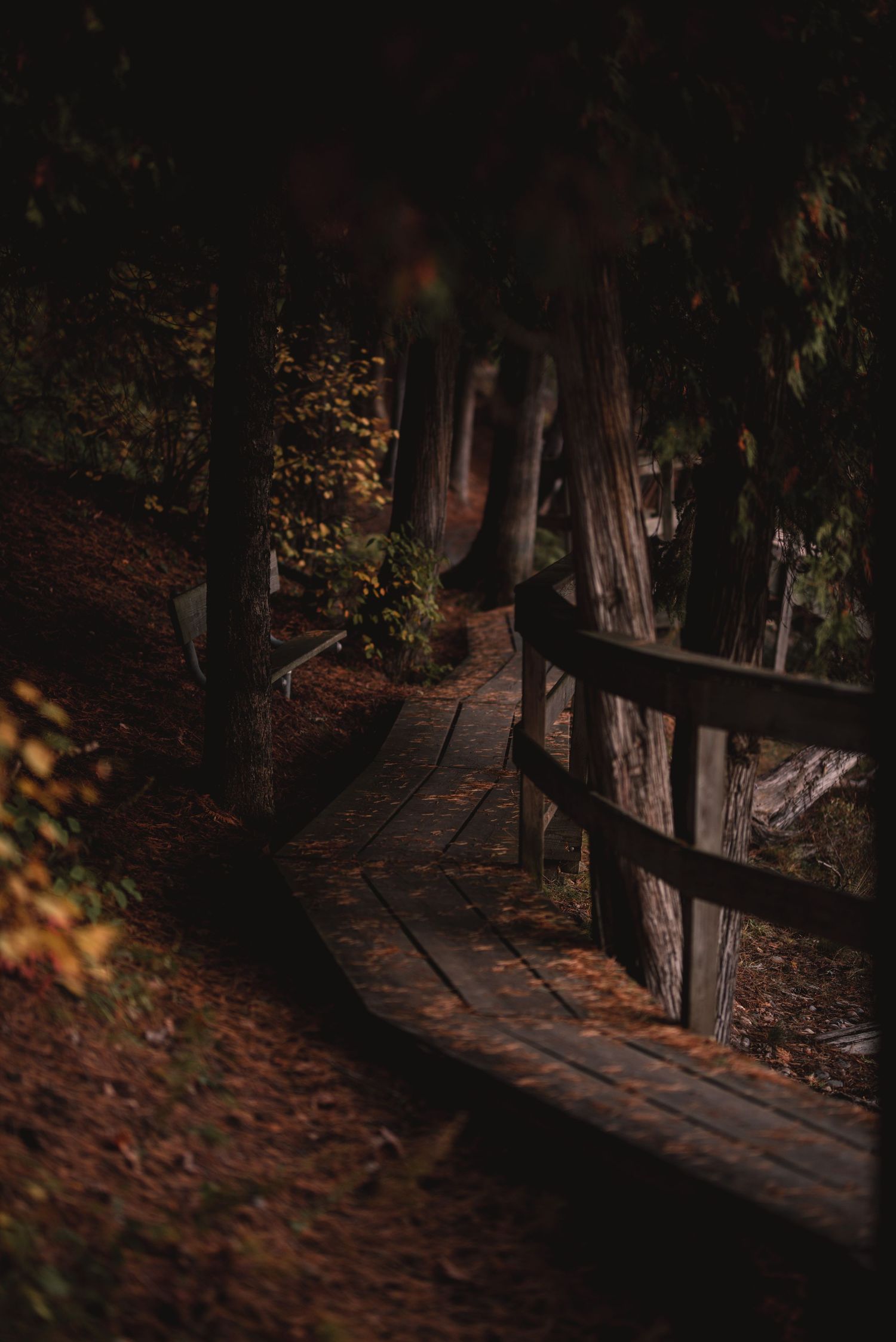 Wooden boardwalk path through a dark forest covered in fallen autumn leaves.