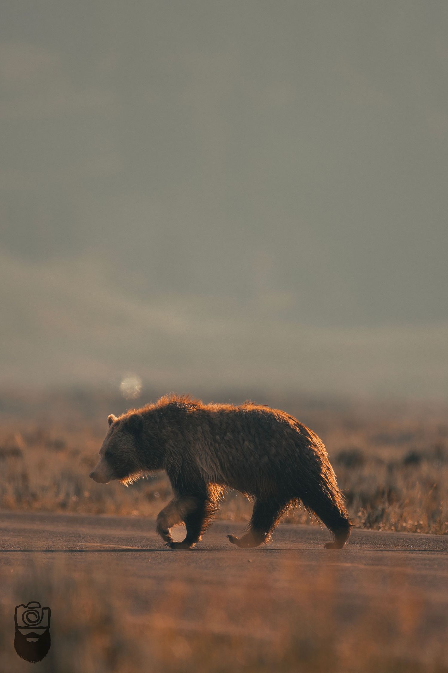 Three bears silhouetted against a warm sunset sky walking across a grassy landscape.