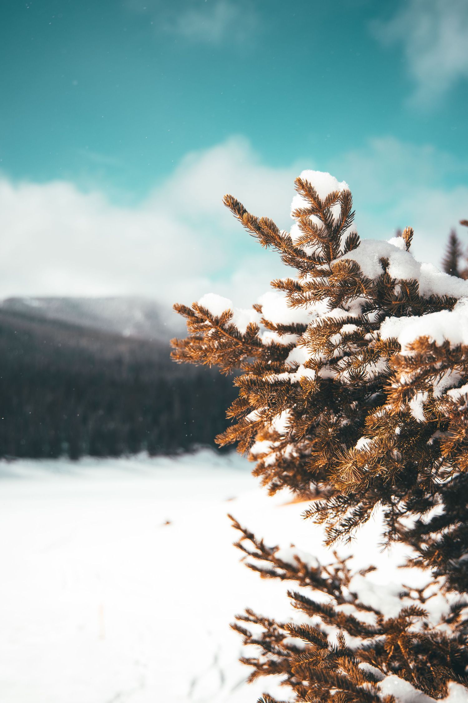 Snow-covered pine branch against turquoise sky with snowy mountain backdrop.