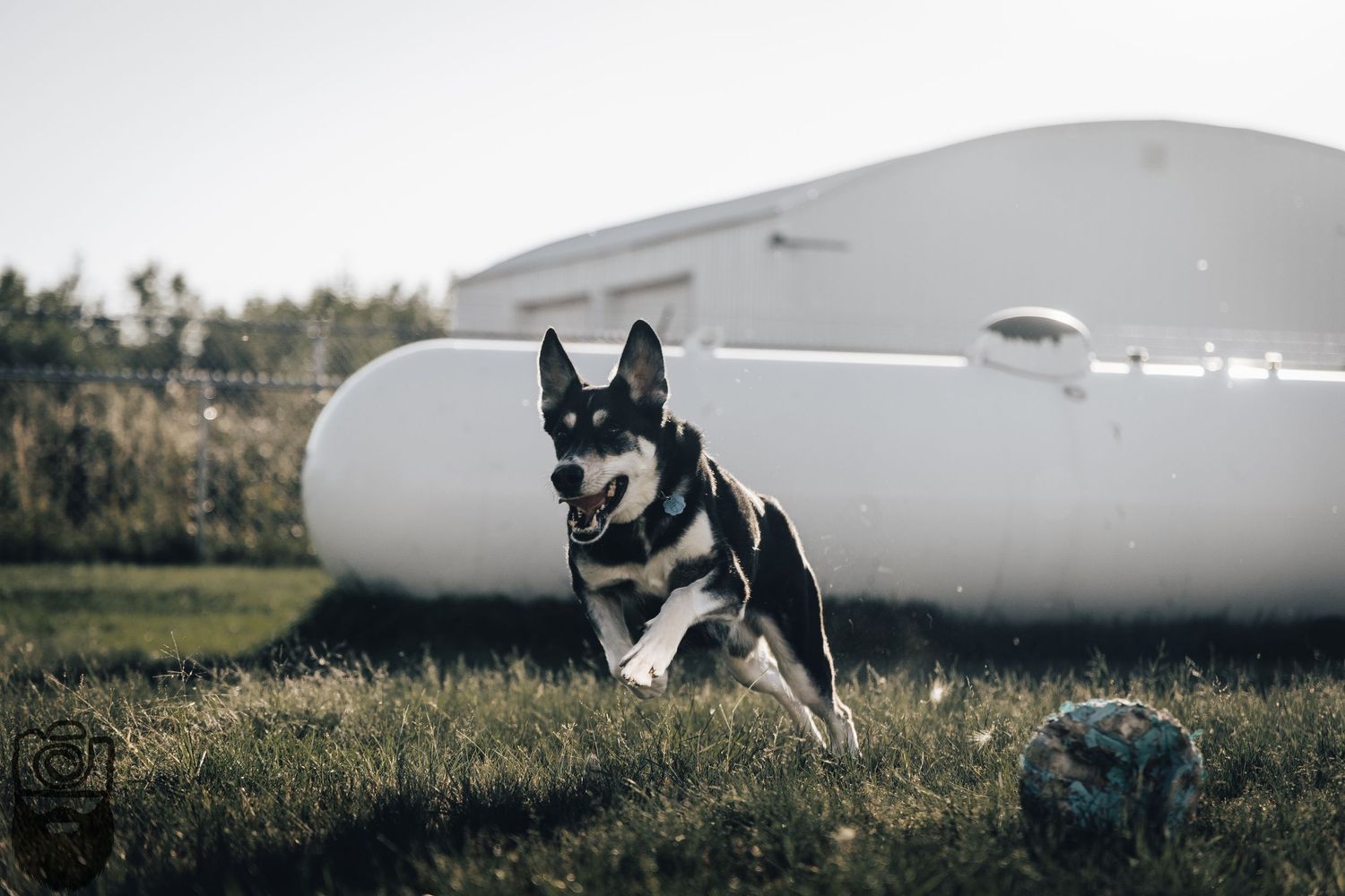 A playful husky dog bounds across a grassy area with white buildings in the background.