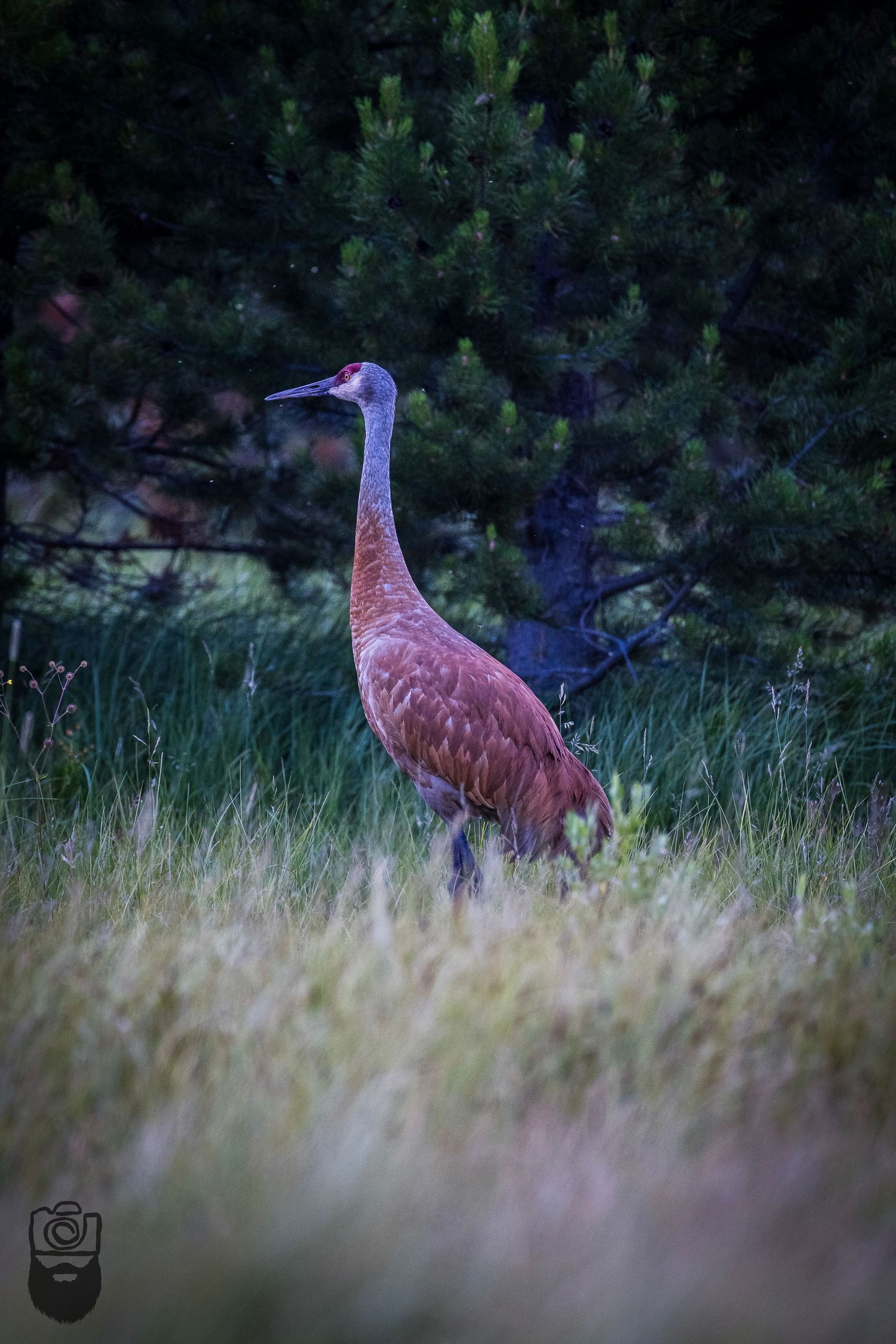 Two sandhill cranes stand alert in tall grass during golden hour.