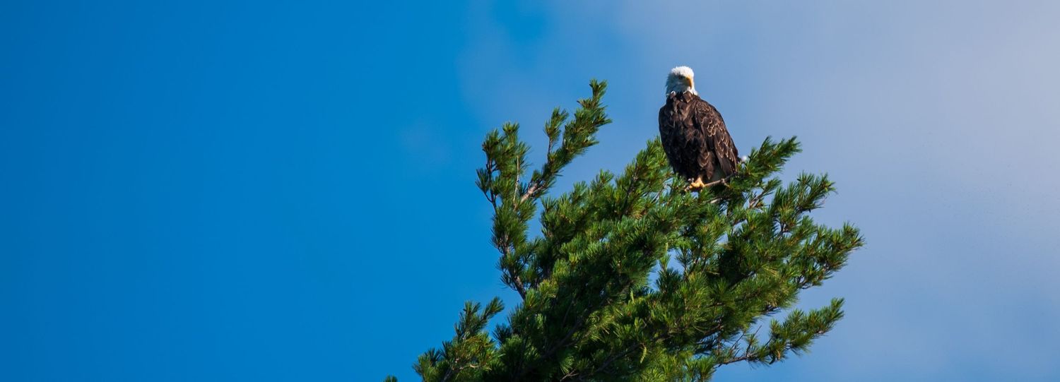 Bald eagle perched majestically on a tree branch against bright blue sky.