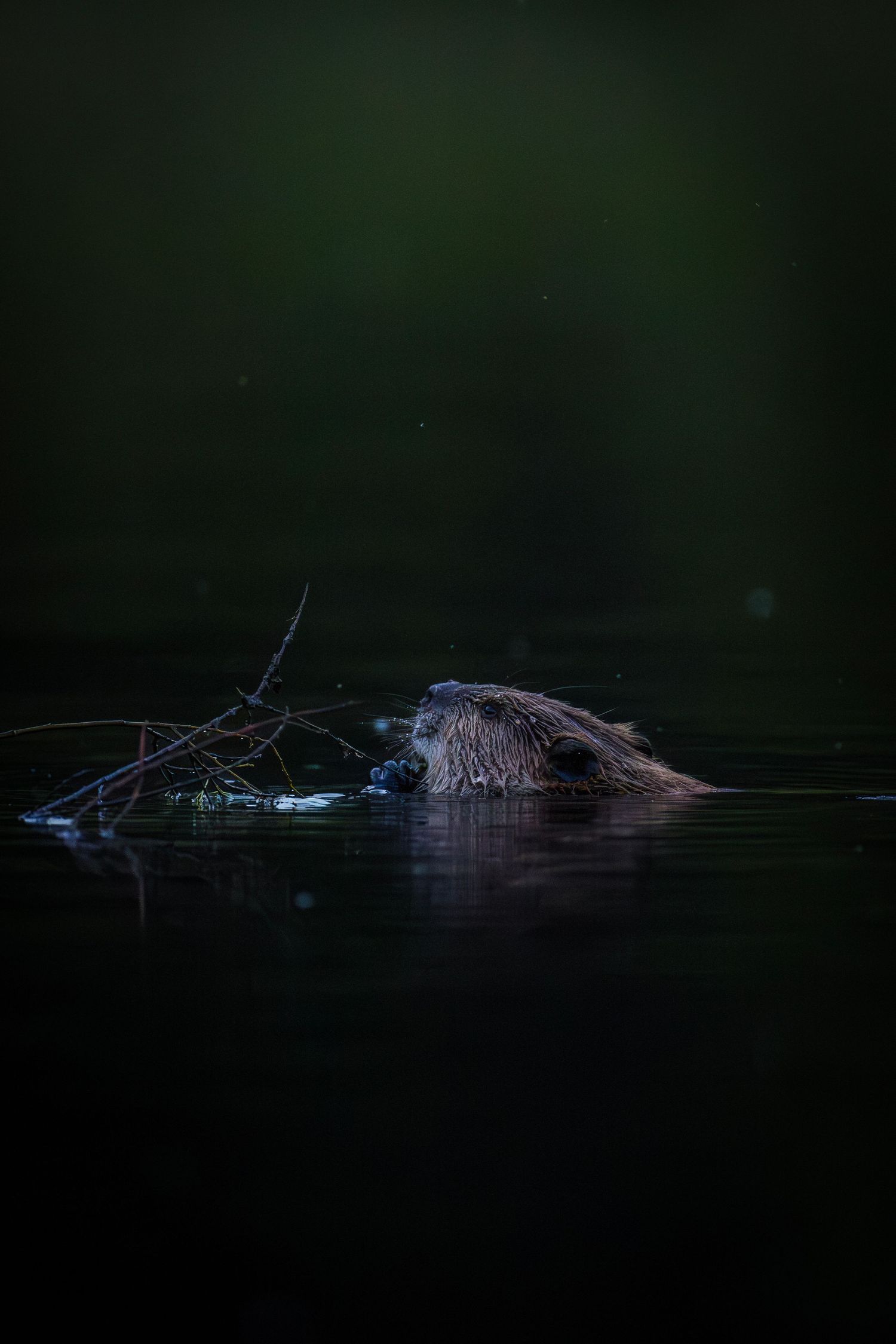 A beaver swims silently through dark waters at night creating gentle ripples.