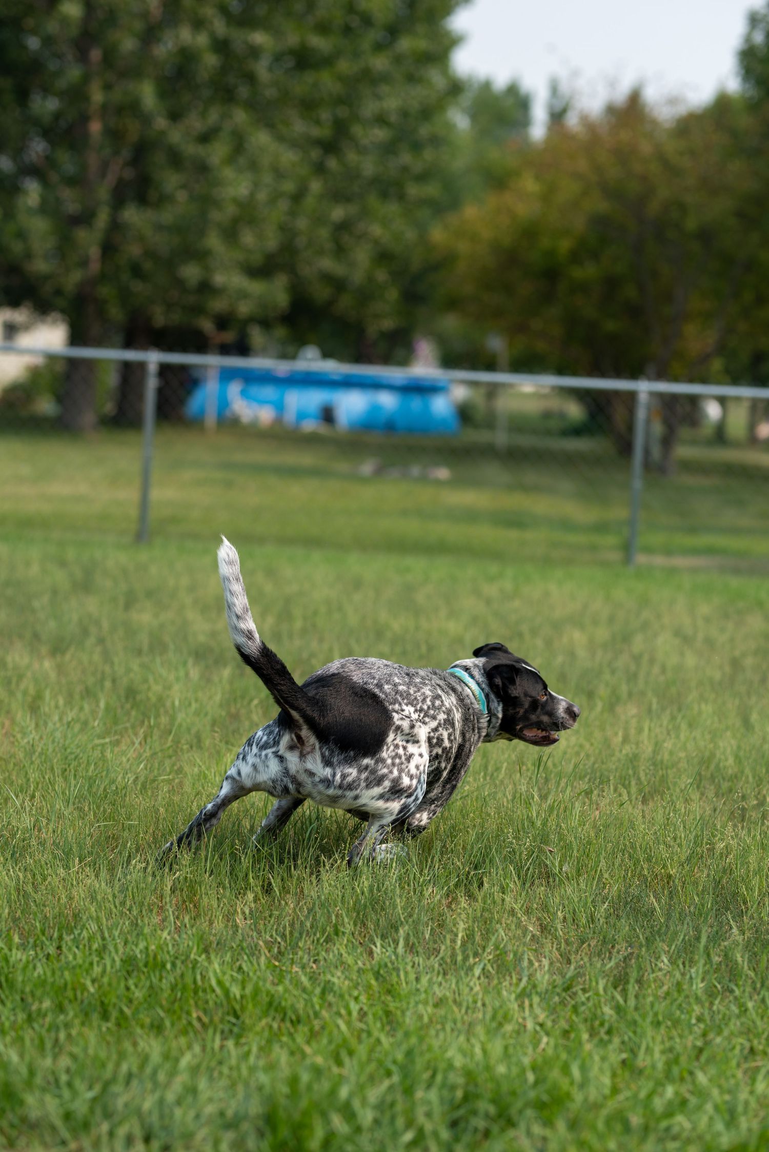 Black and white spotted dog running through grass field at full sprint.