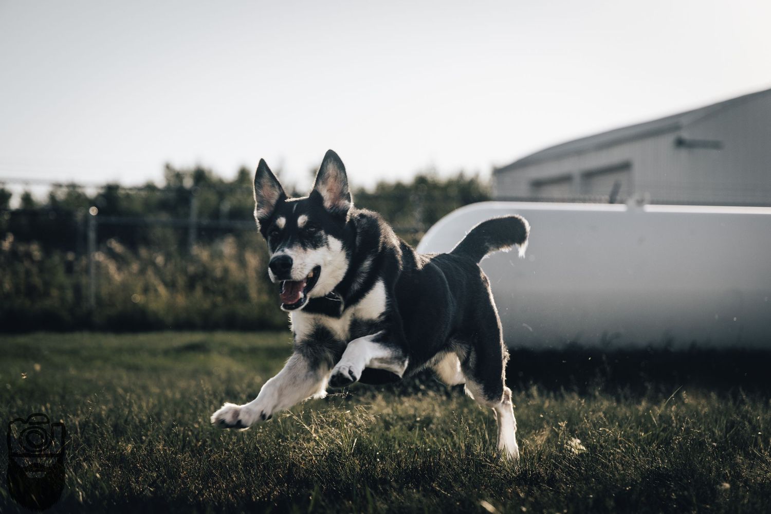 Black and white husky dog running and playing in an open field during golden hour.