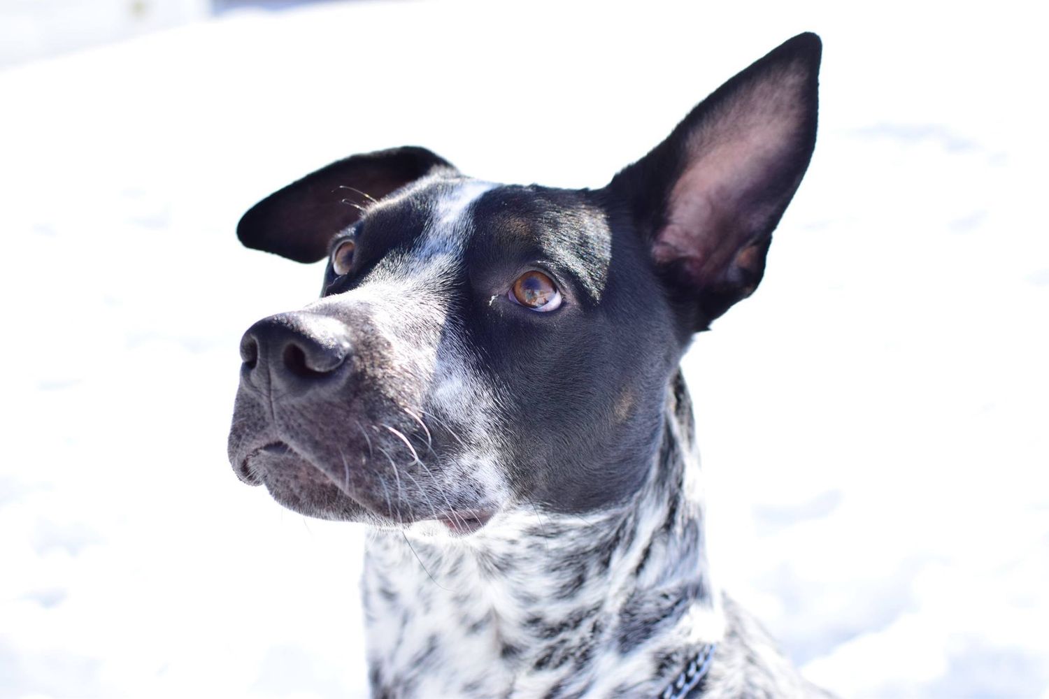 Close-up portrait of a black and white spotted dog in snowy conditions.