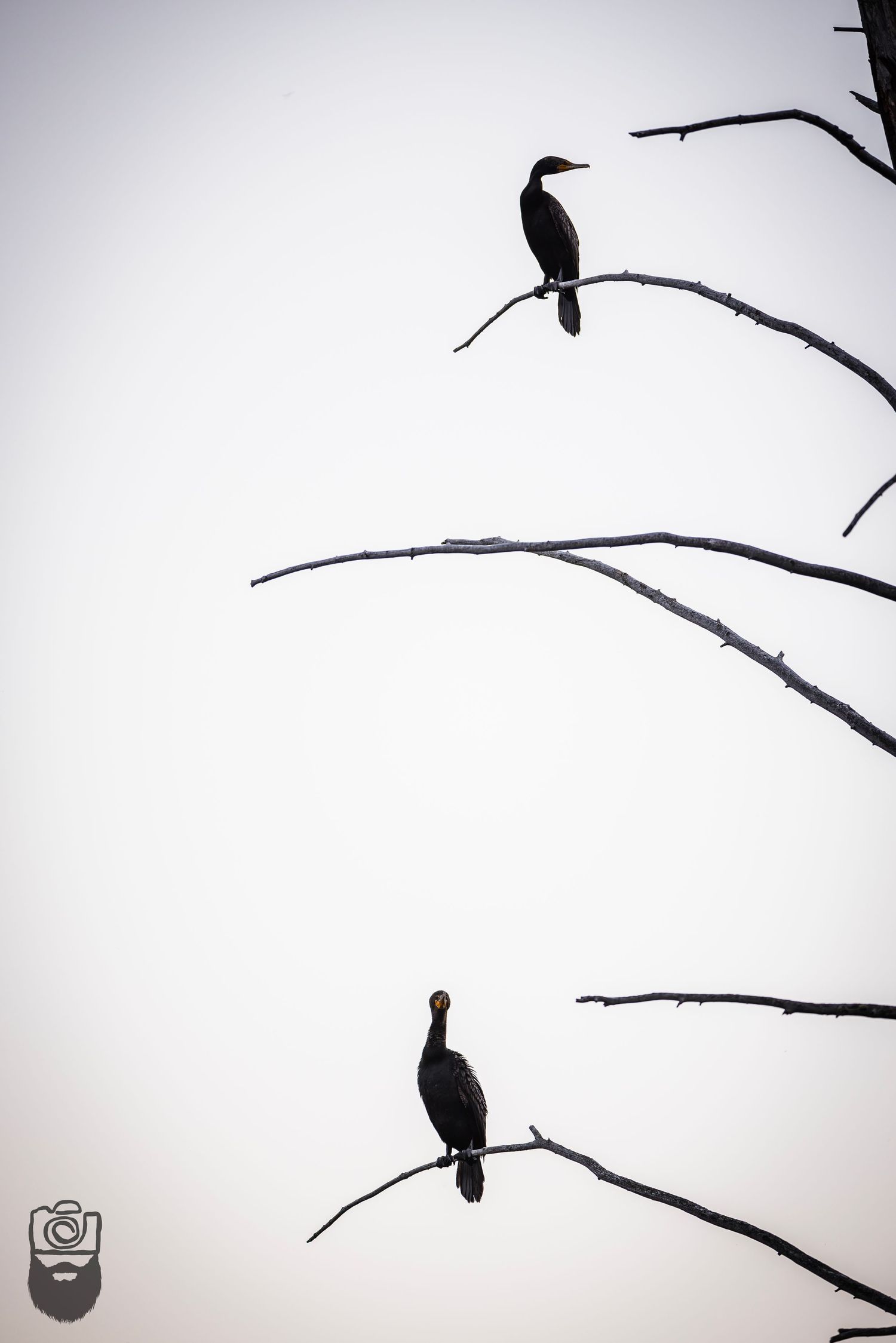 Silhouettes of birds perched on bare tree branches against a white sky background.