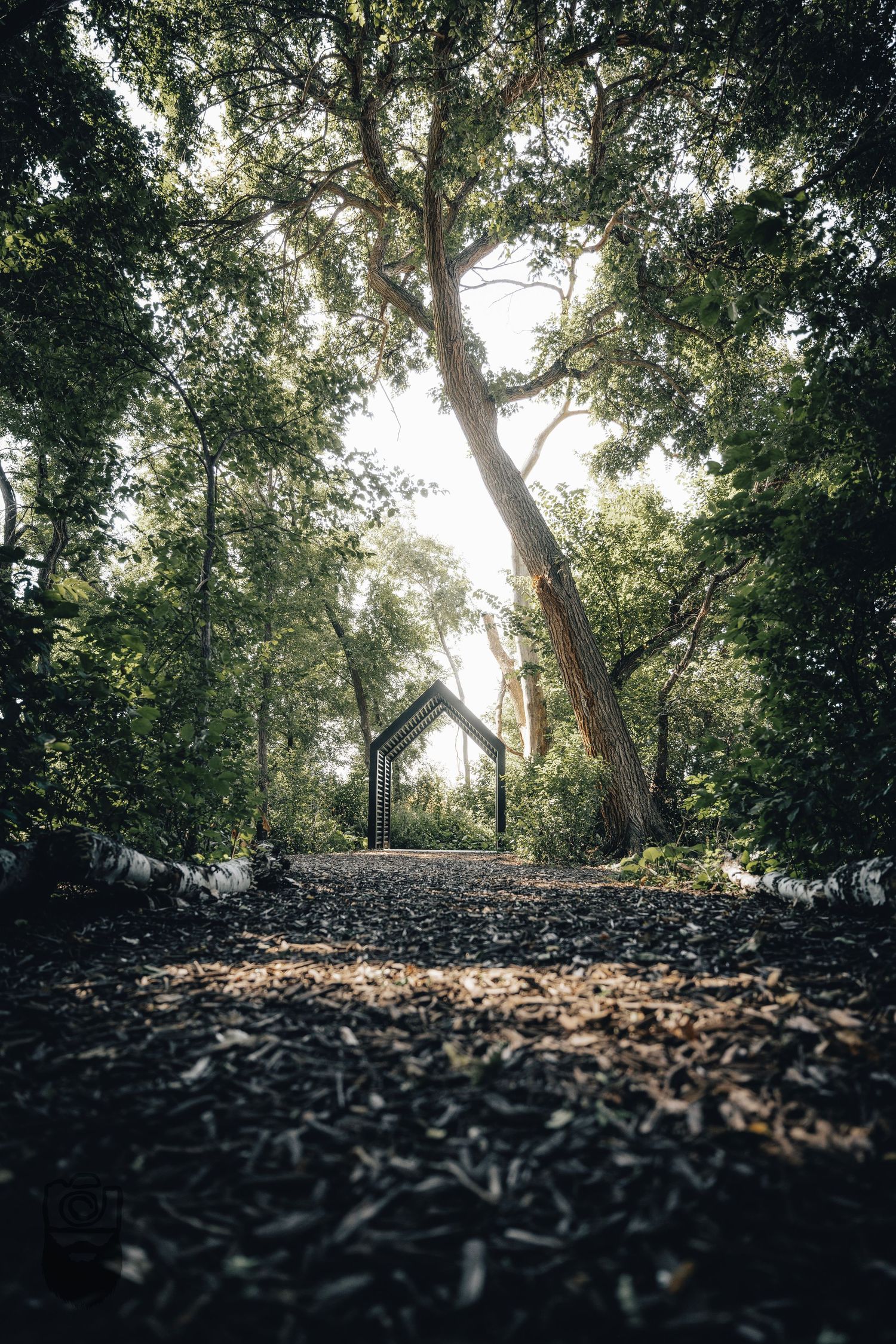 A low angle view of a forest path covered in fallen leaves with sunlight filtering through the trees.