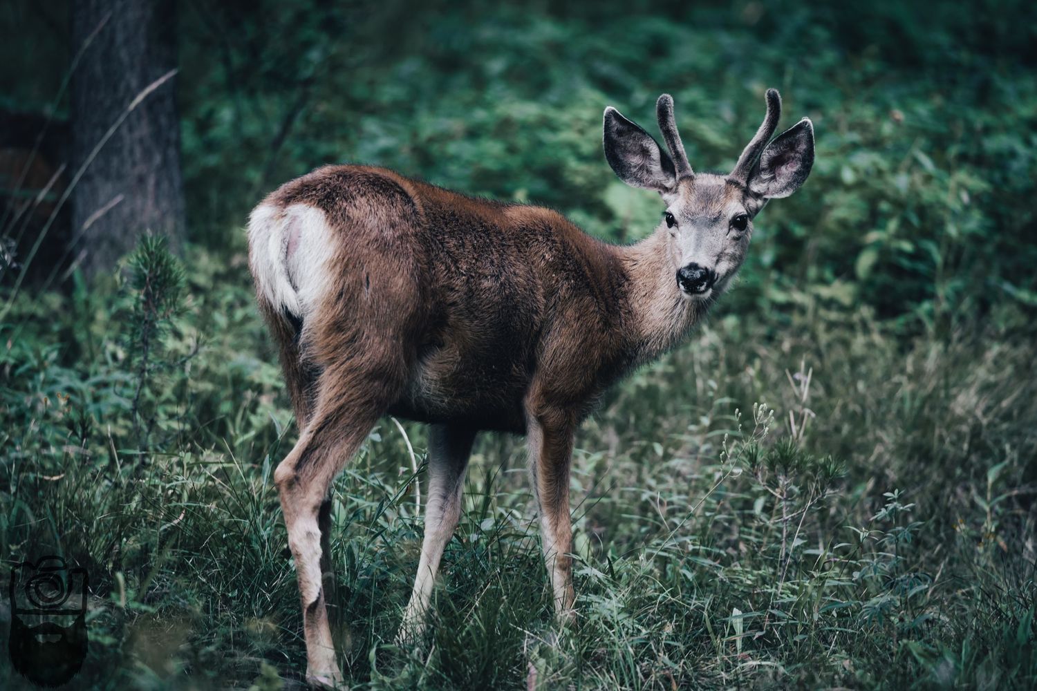 Young deer stands in lush green forest during golden hour.